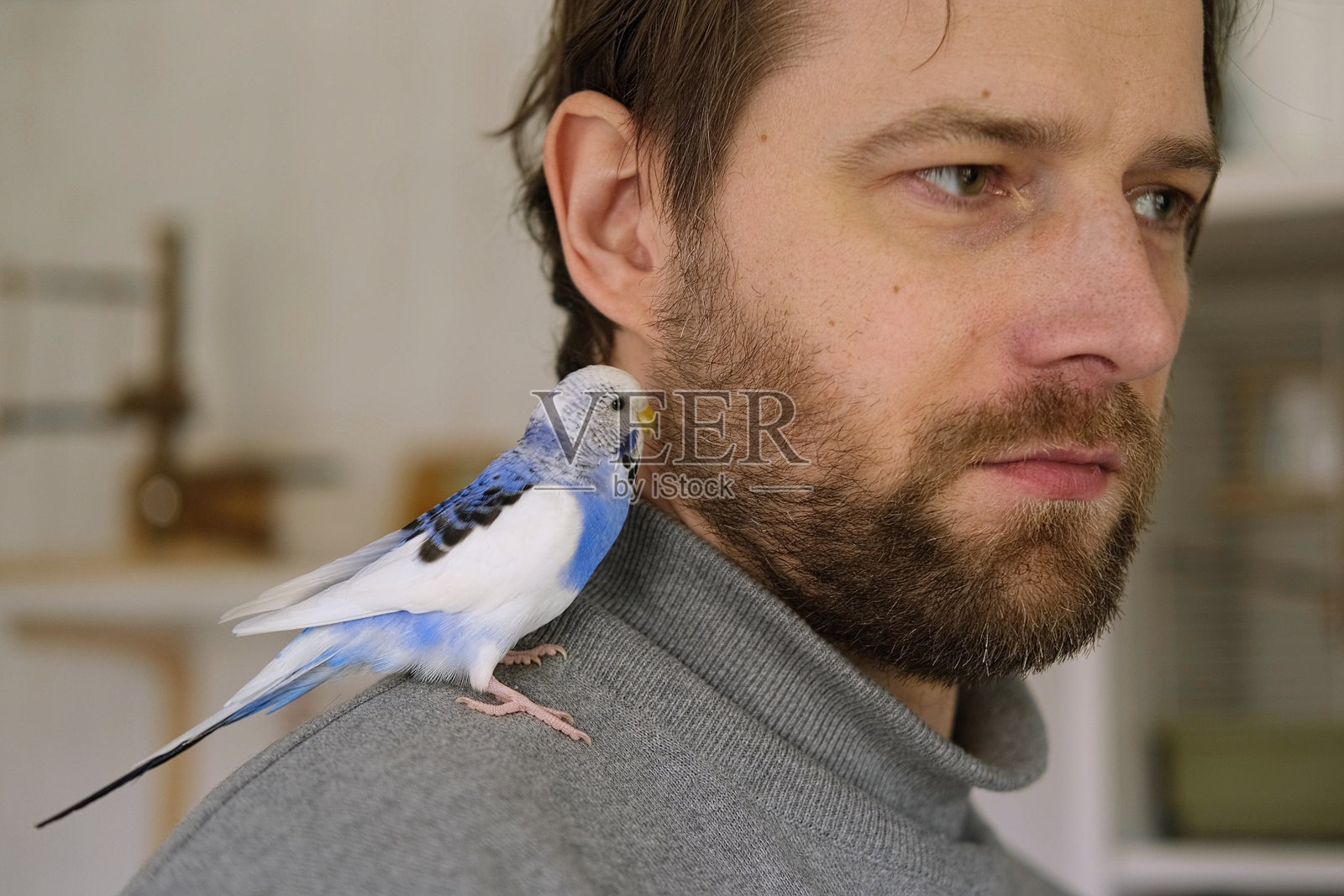 鹦鹉与帅气的男人玩耍。小鹦鹉。搞笑的蓝紫色鹦鹉坐在主人头上。可爱的紫色驯化鸟与人们一起玩得很开心。友谊，宠物关系。可爱的家养动物。照片摄影图片