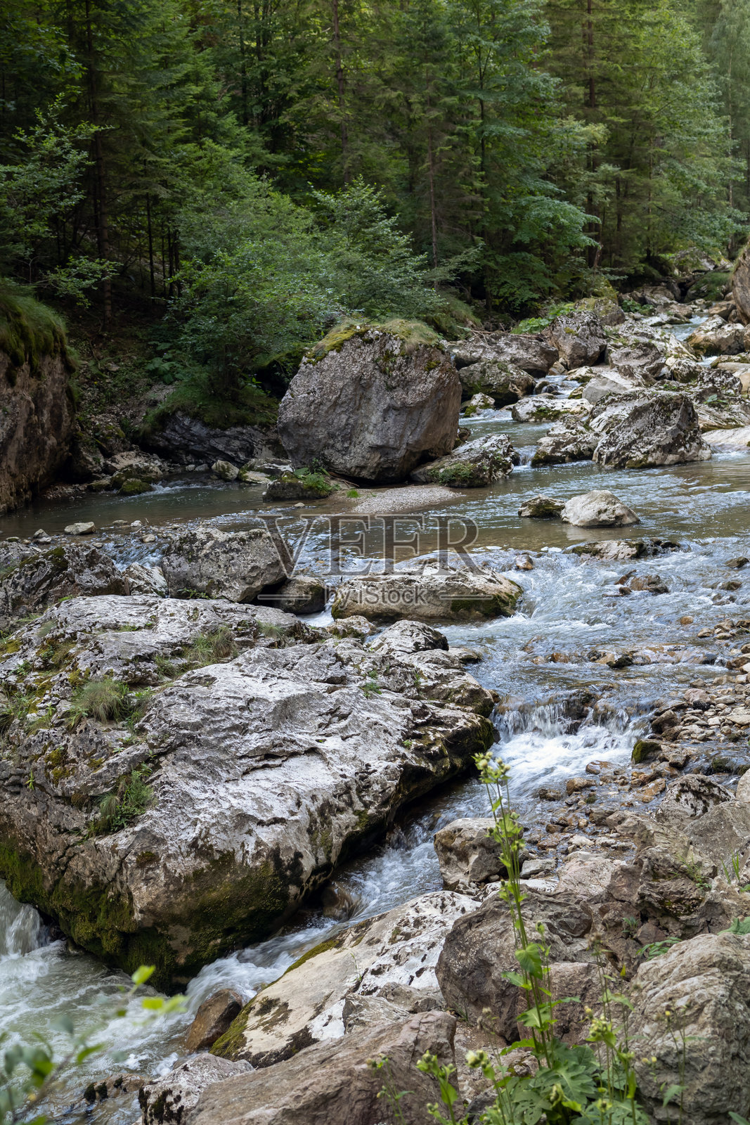 清澈的岩石河流穿过郁郁葱葱的森林，展现了宁静景观中大自然未被破坏的美。照片摄影图片