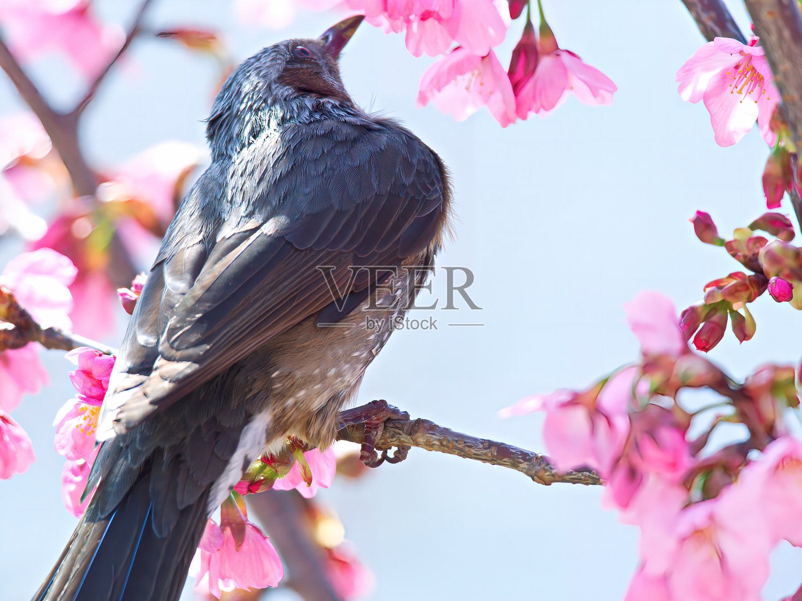 布布尔 4照片摄影图片