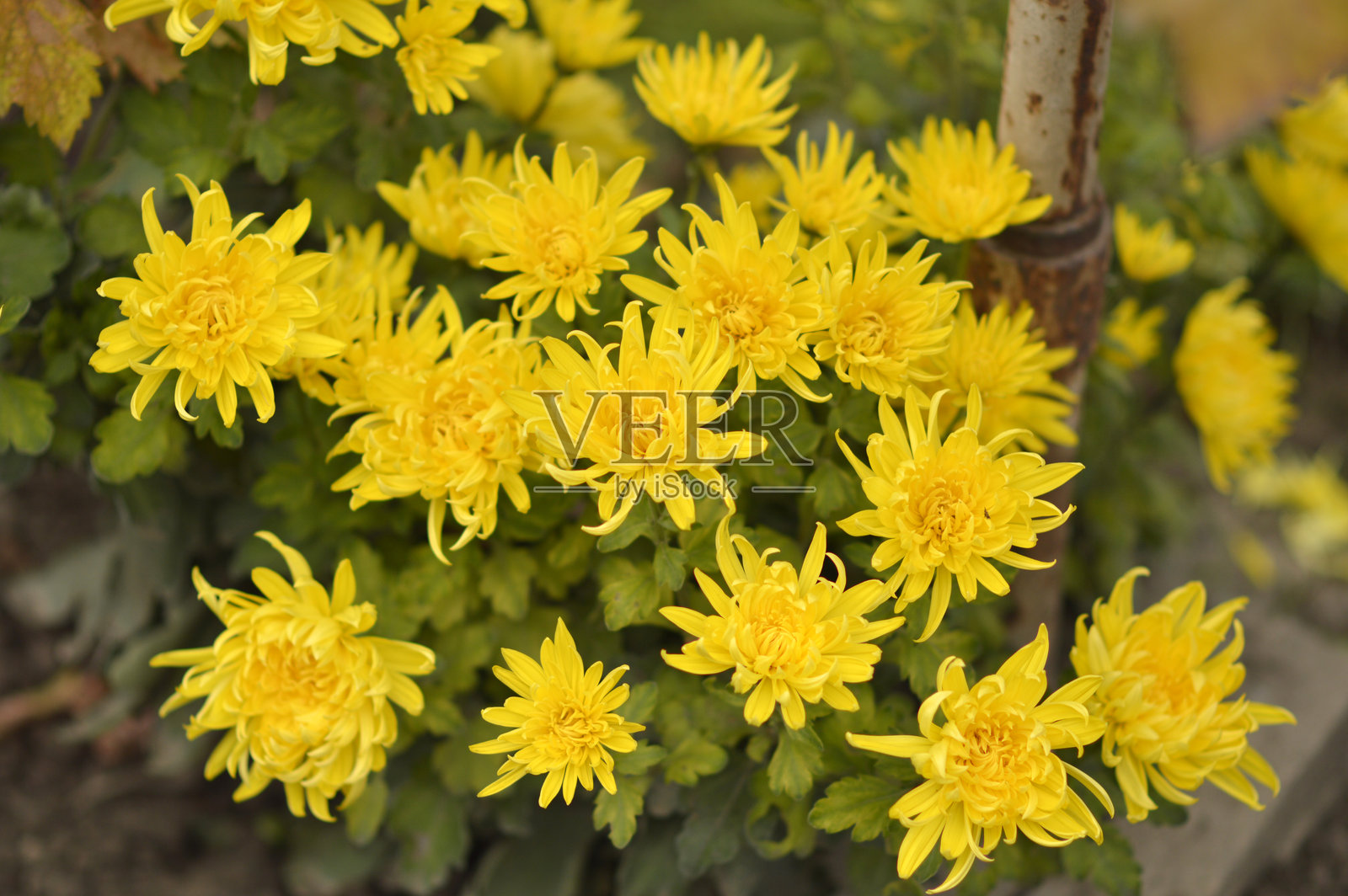 花园和花盆中盛开的五彩缤纷的菊花照片摄影图片