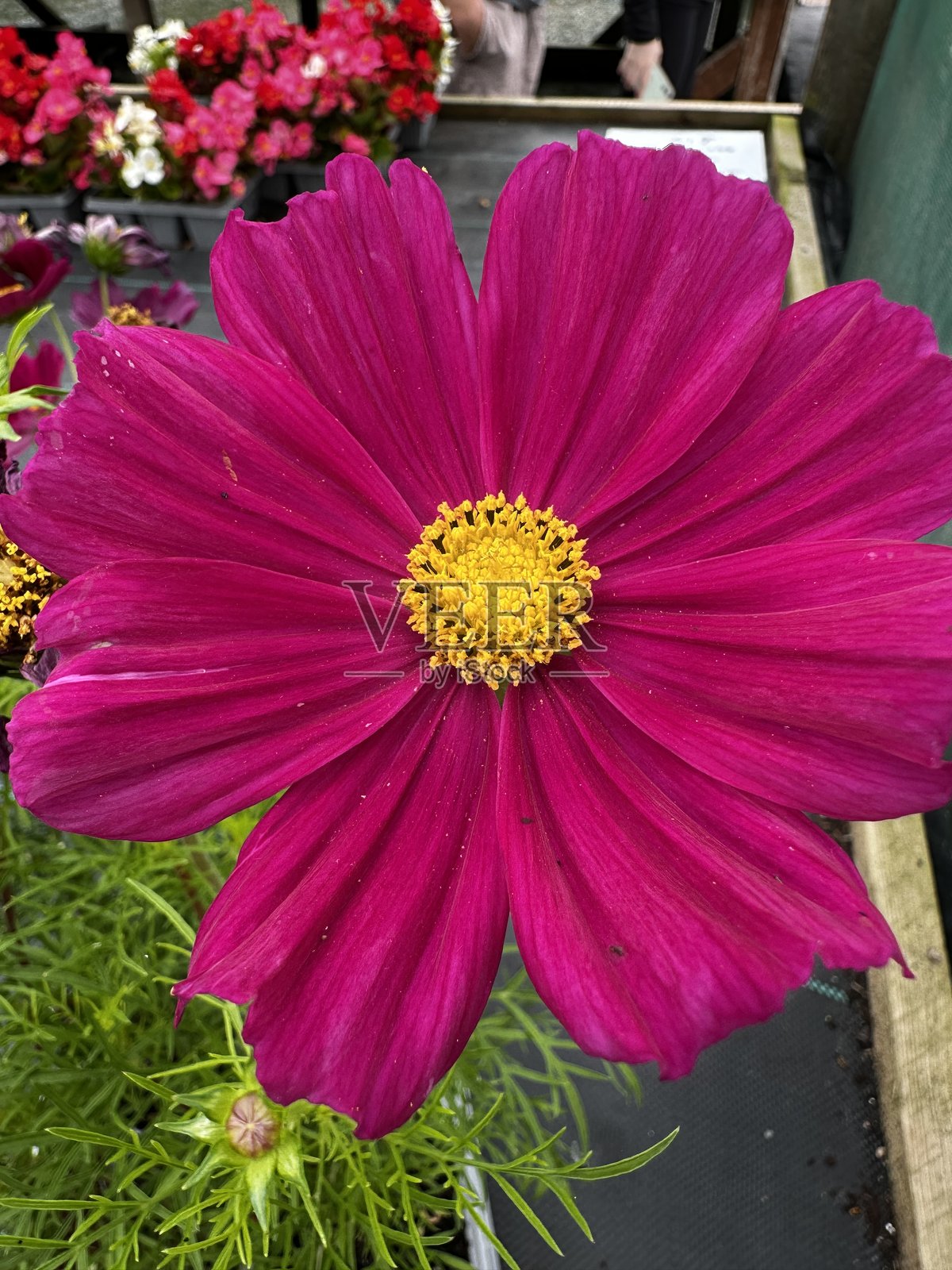 花朵照片摄影图片