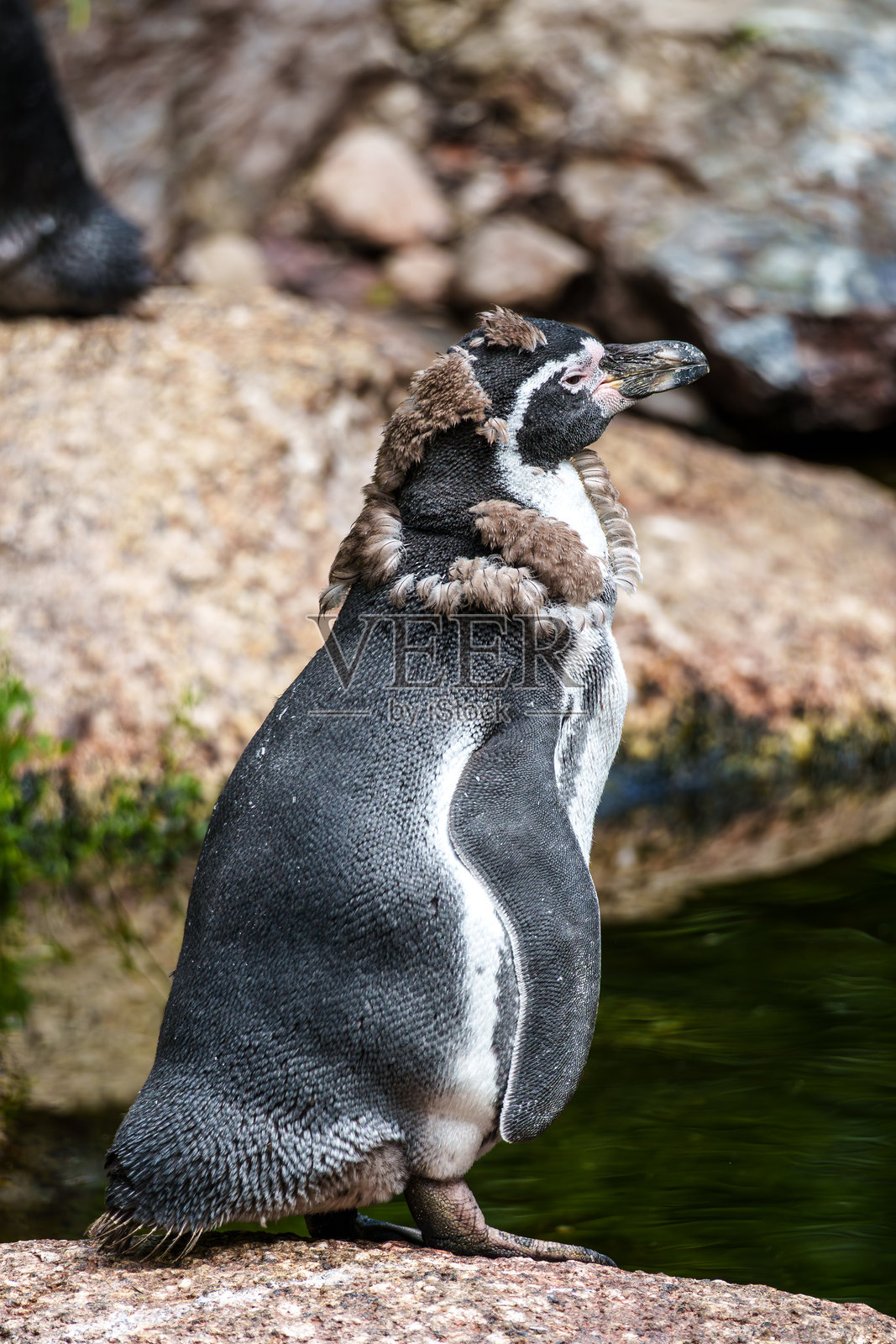 洪堡企鹅，斯芬克斯企鹅在公园里照片摄影图片
