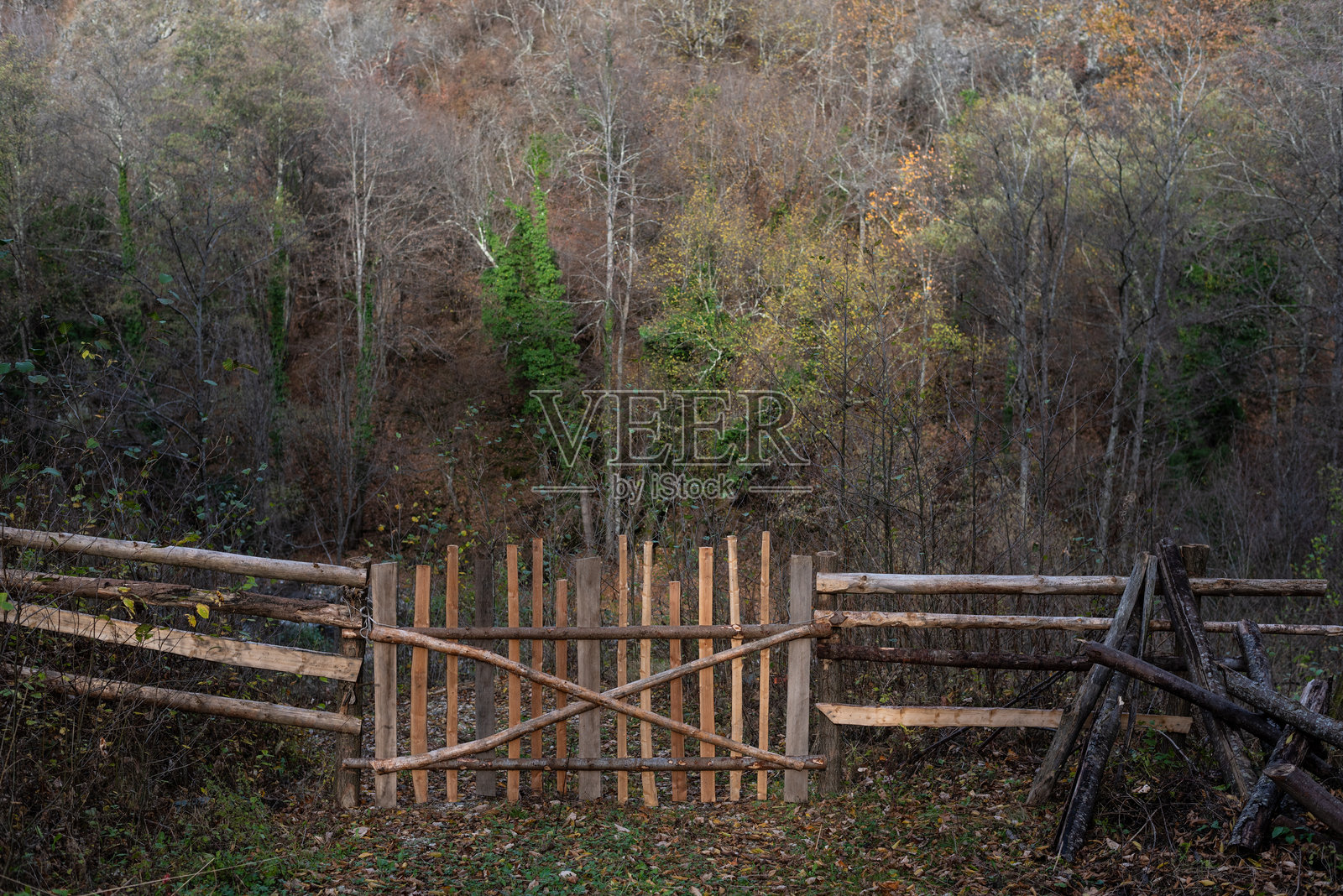 秋季郁郁葱葱的森林中的古老木门照片摄影图片