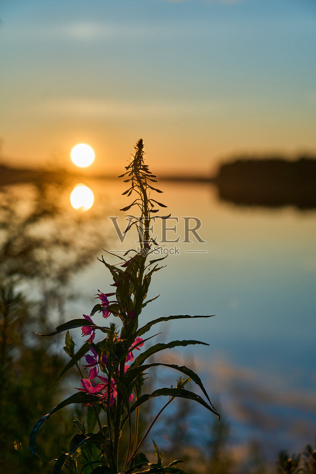 芬兰仲夏时节湖边的美丽日落。照片摄影图片