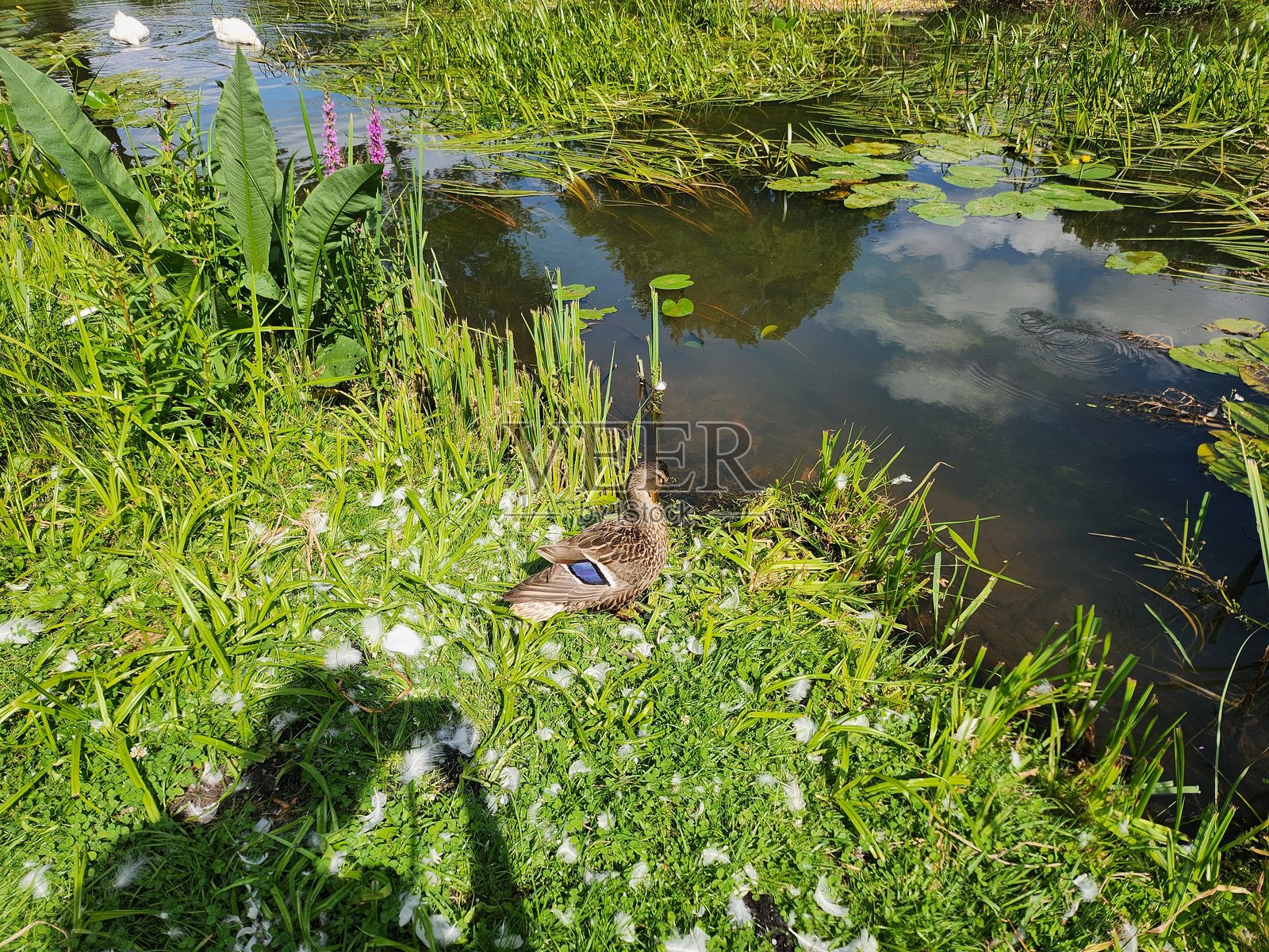 鸭子站在草地上。照片摄影图片