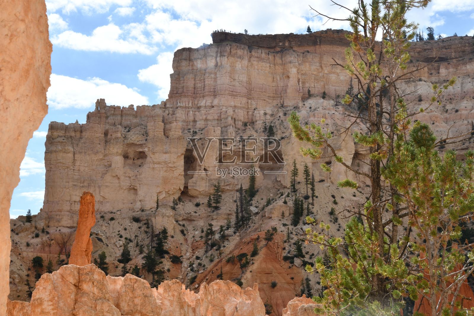 布莱斯峡谷独特岩石形成和松树在蓝天下的美丽景色。照片摄影图片