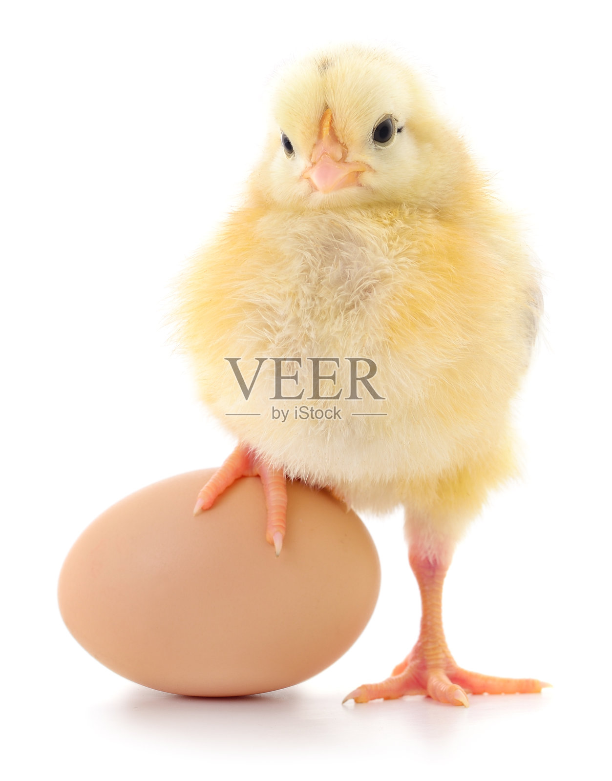 可爱的小黄鸡站在蛋旁，背景为白色。照片摄影图片
