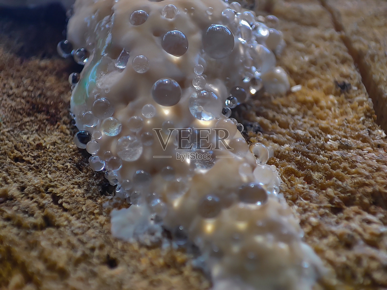 哭泣的火把真菌 23照片摄影图片