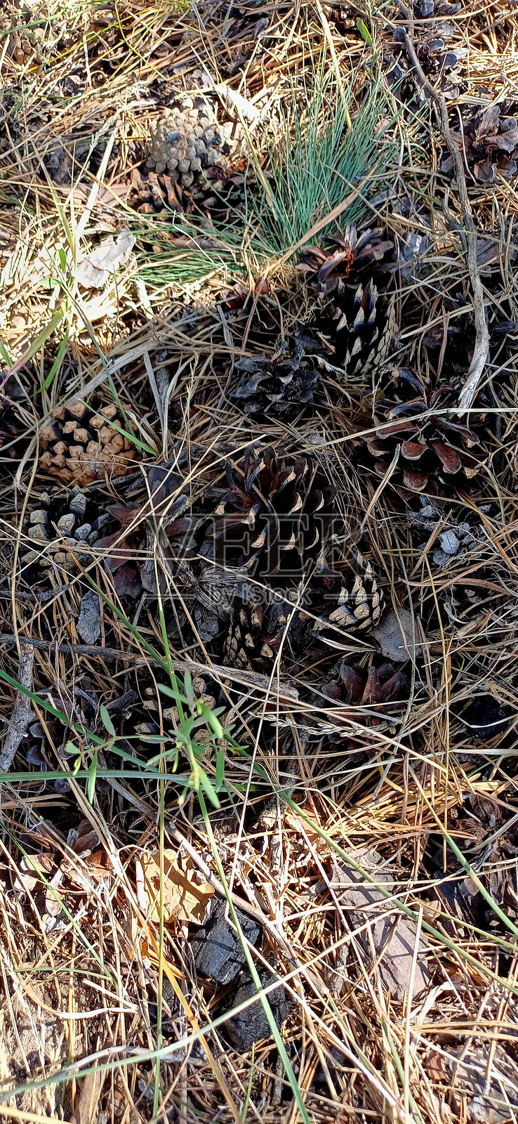 阳光明媚的日子里，落在森林地面上的松果散落在干枯的树叶和草丛中，四周环绕着树木。照片摄影图片