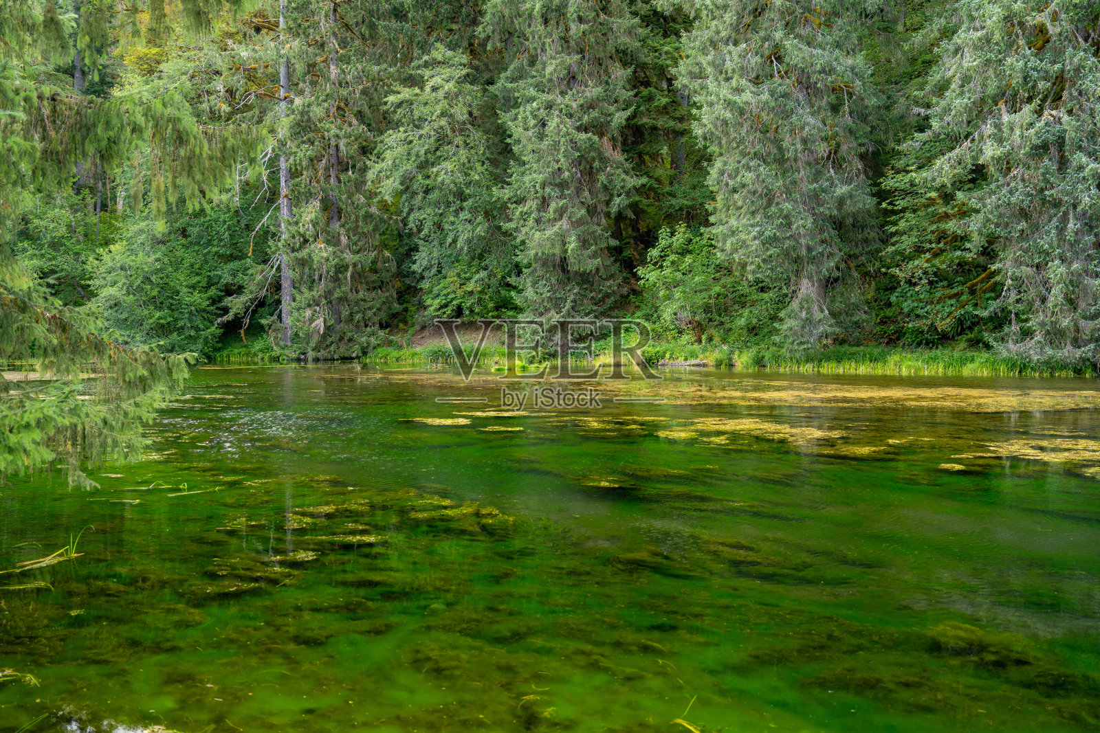 霍雨林国家公园，郁郁葱葱的森林和微观自然细节照片摄影图片