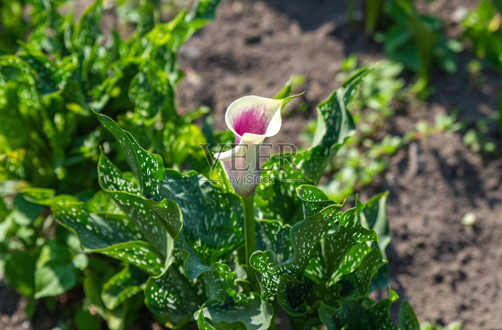 紫白相间的马蹄莲（Zantedeschia）在花坛中盛开，周围是郁郁葱葱的斑点绿叶，沐浴在明亮的夏日阳光下。照片摄影图片