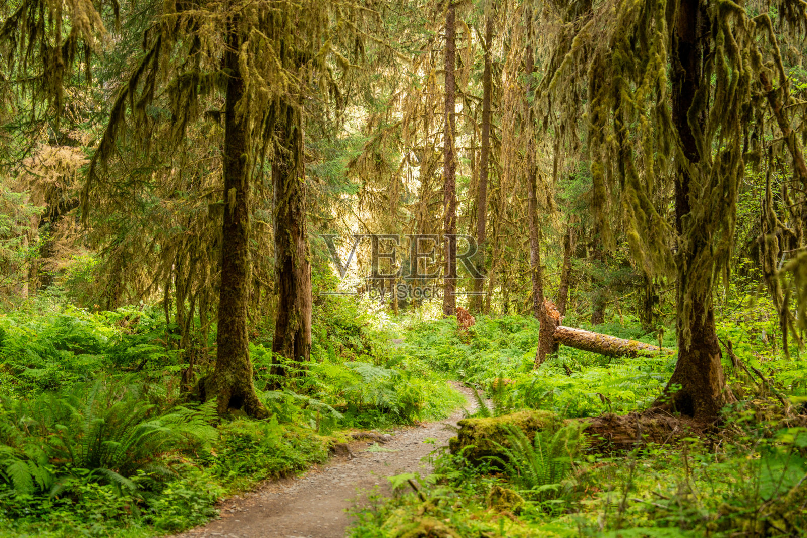 霍雨林国家公园，郁郁葱葱的森林和微观自然细节照片摄影图片