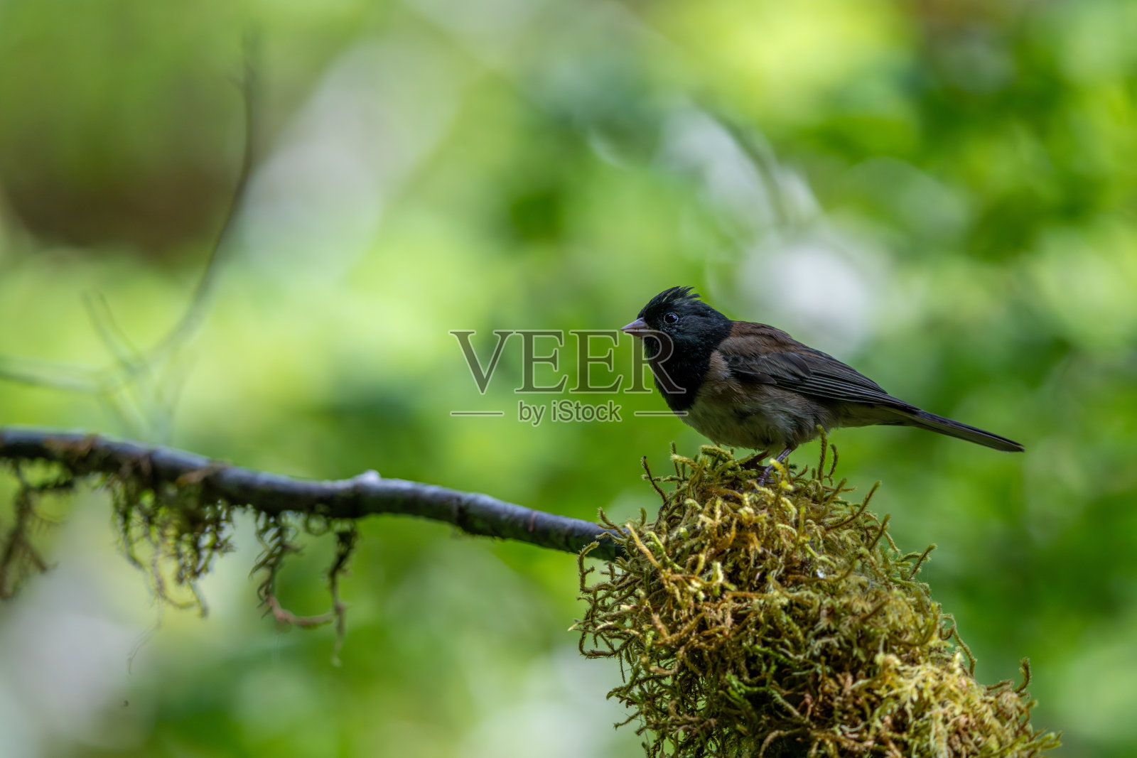 霍雨林国家公园，郁郁葱葱的森林和微观自然细节照片摄影图片