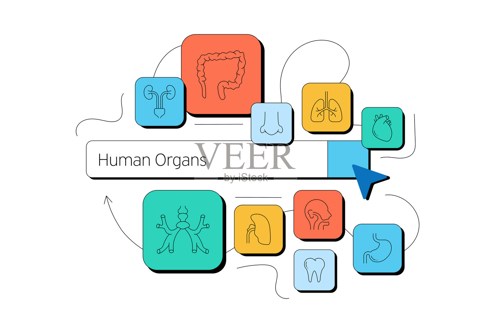人体器官和解剖相关的矢量插图。心脏、肺、肾脏、肝脏、胃插画图片素材