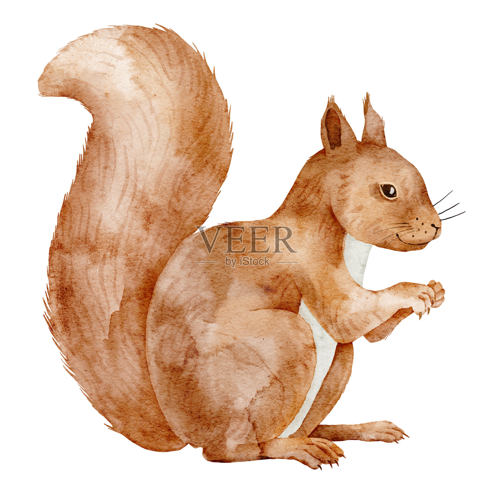 毛茸茸尾巴的松鼠水彩画。可爱的森林动物插图。适合儿童邀请函、秋季主题或幼儿园设计的林地啮齿动物绘画。适用于婴儿贺卡的艺术作品。插画图片素材