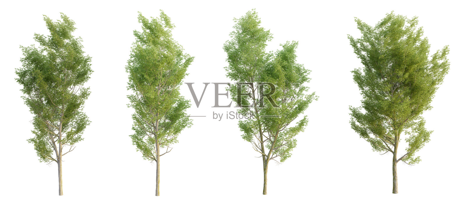 一组孤立在白色背景上的榆树，3D渲染插图照片摄影图片
