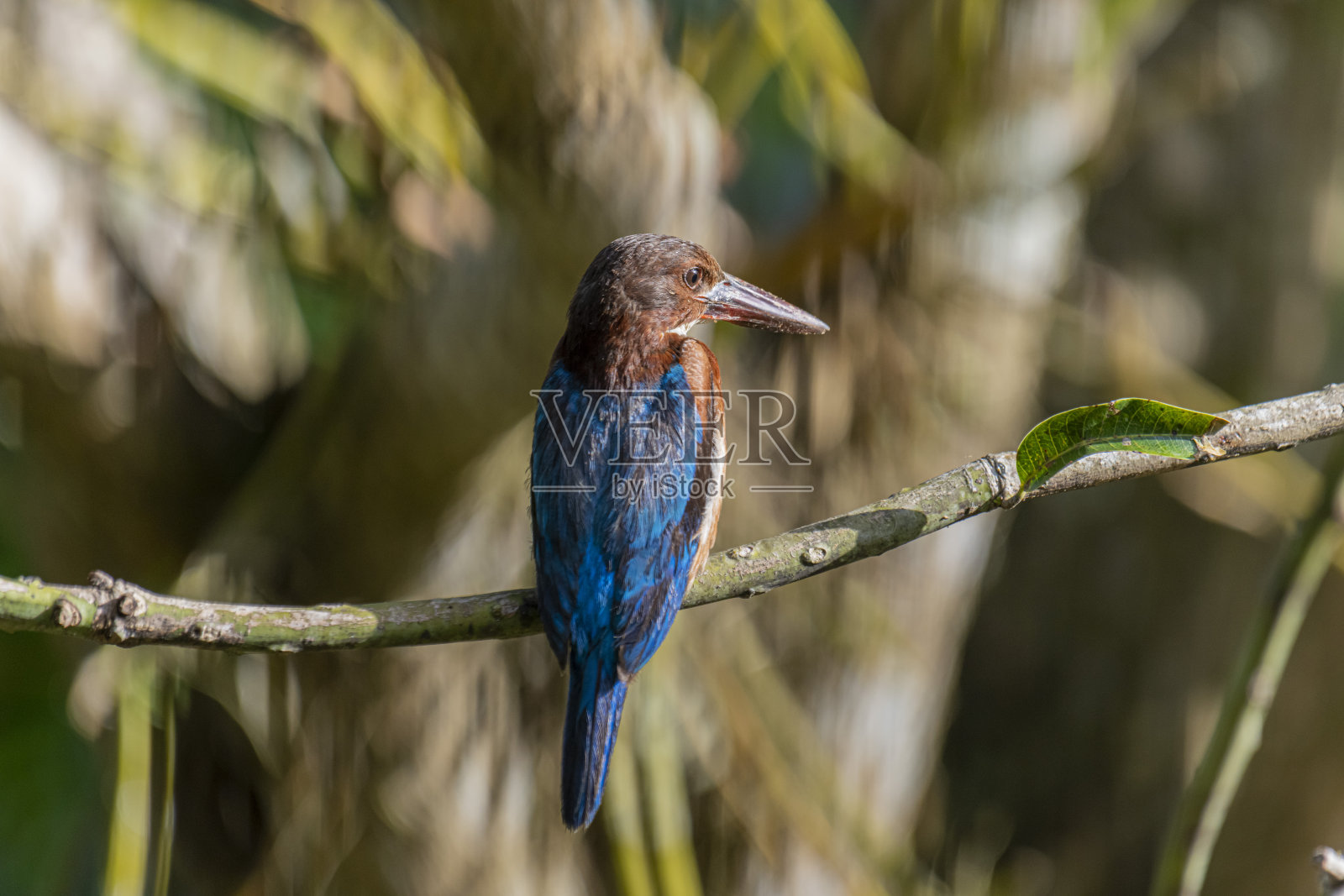 白喉蜂虎栖息在阳光斑驳的树枝上，周围环境绿意盎然。照片摄影图片