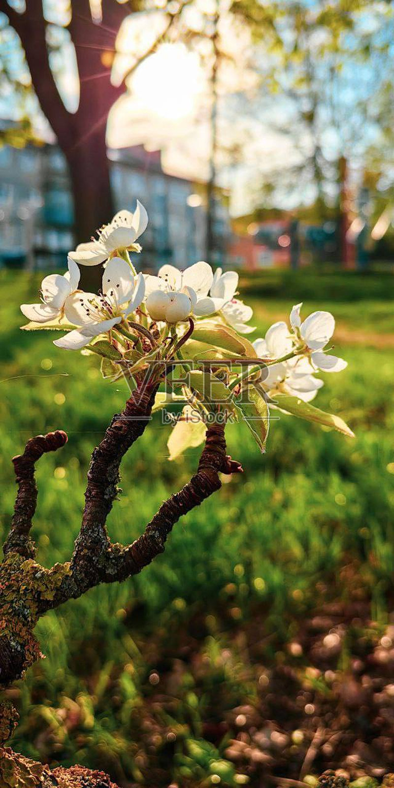 自然照片摄影图片