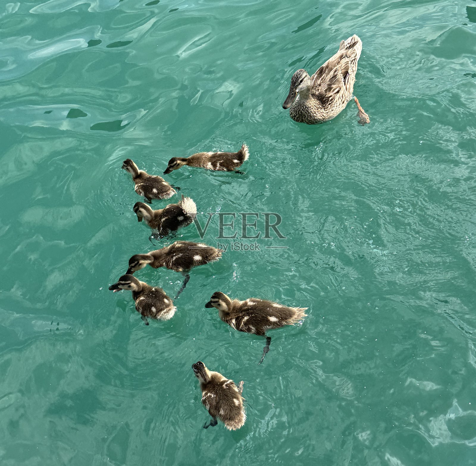 密歇根湖中的野鸭照片摄影图片