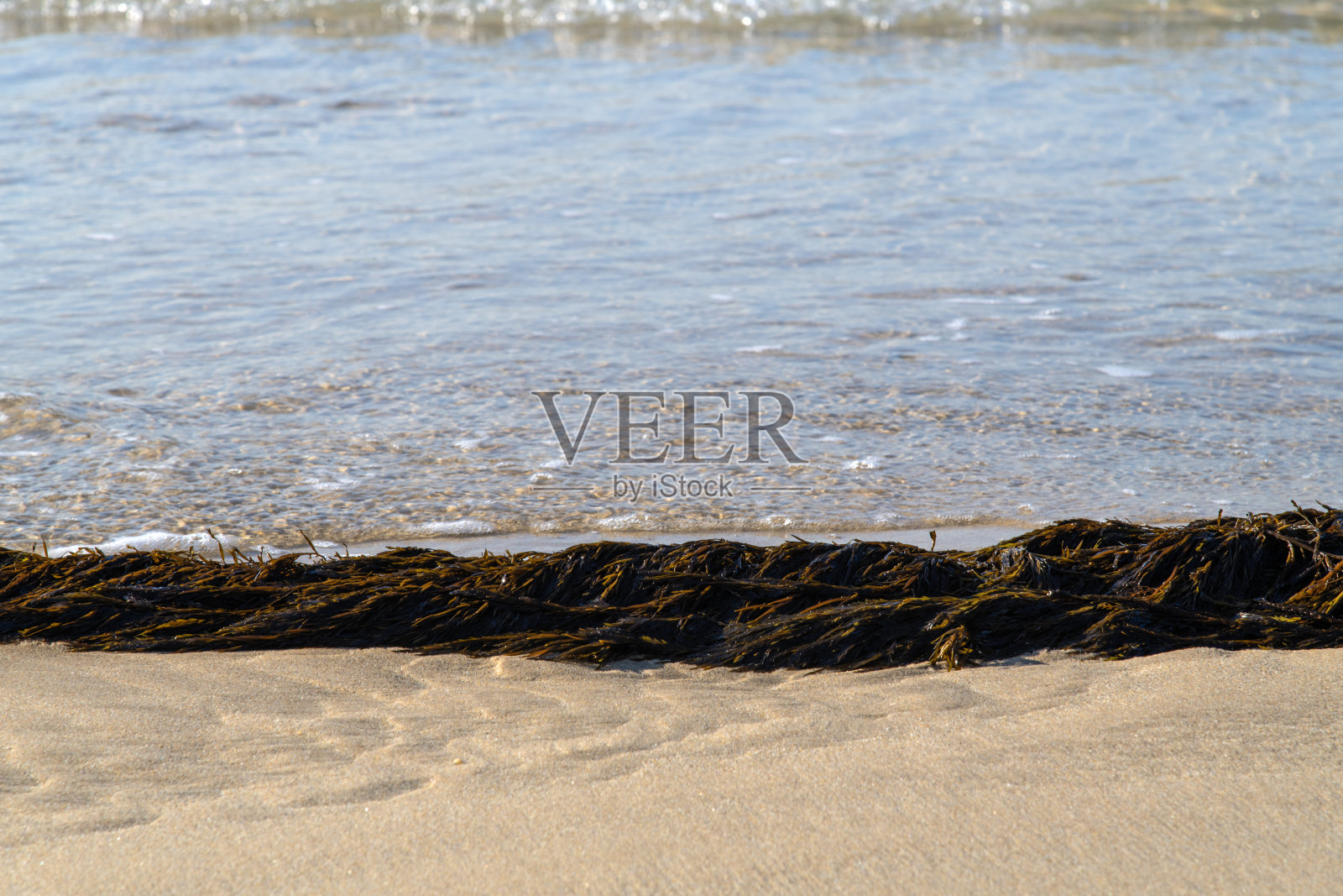 海滩上的海藻和海浪照片摄影图片