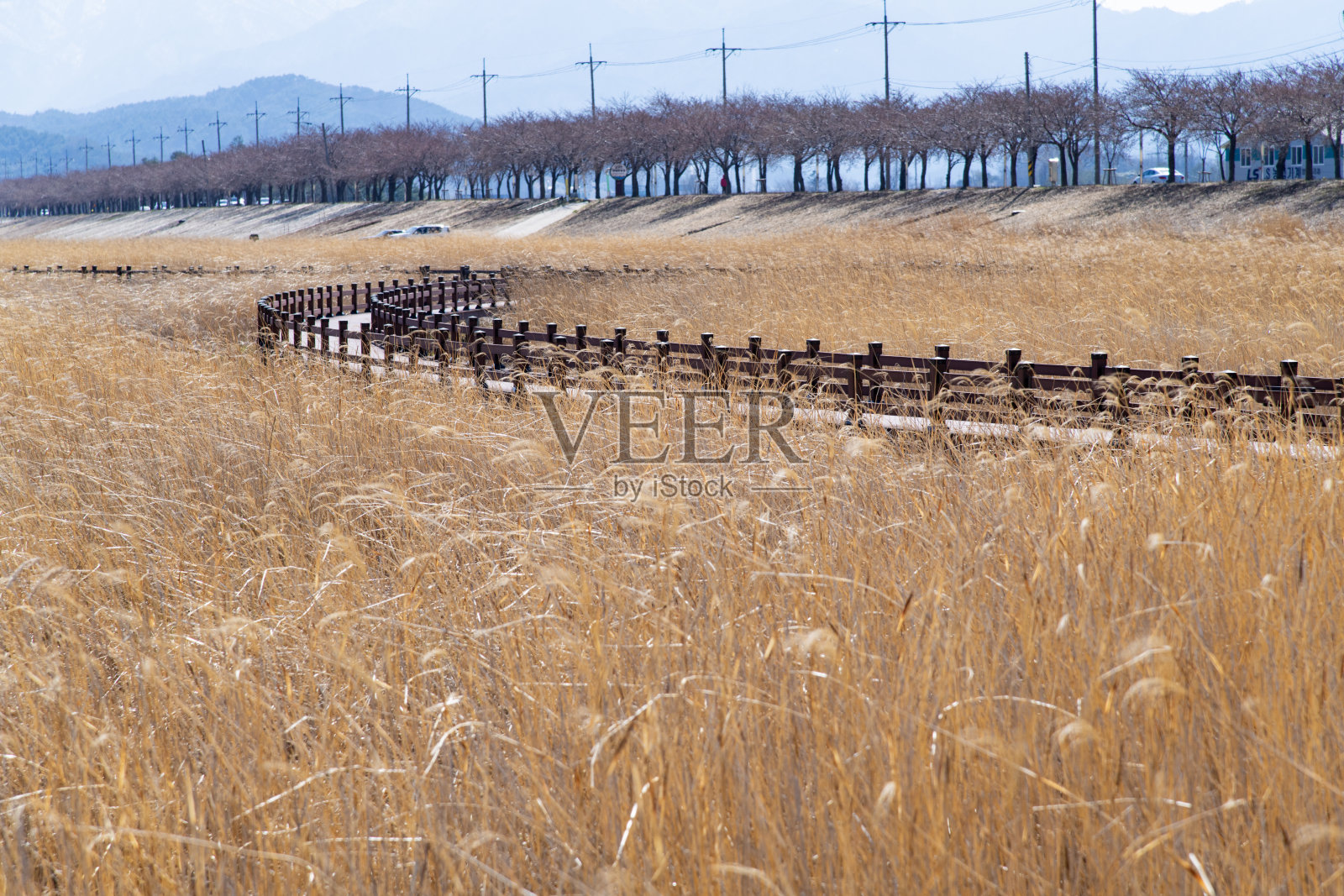 河边芦苇荡中的木栈道照片摄影图片