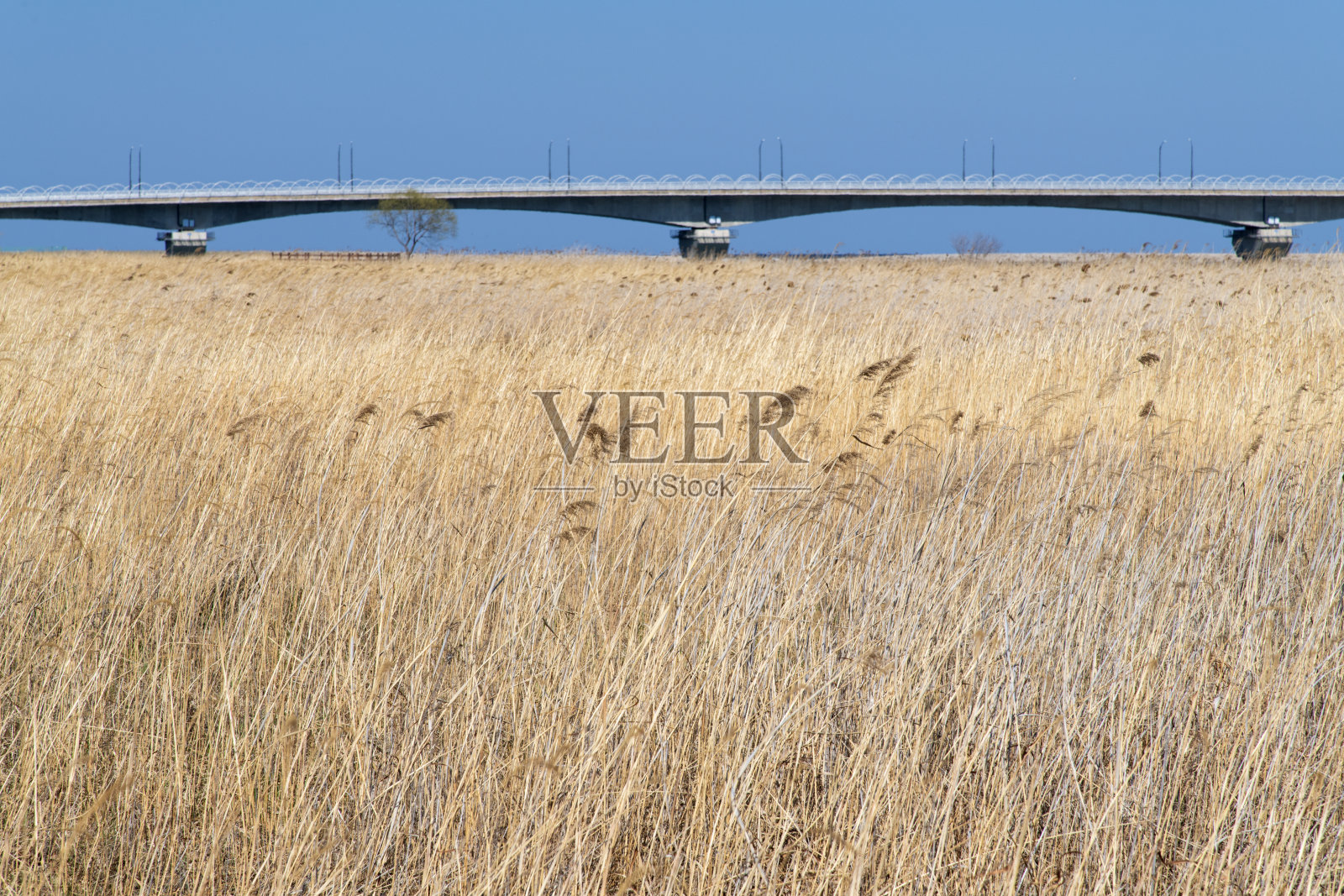 摇曳的芦苇与桥照片摄影图片