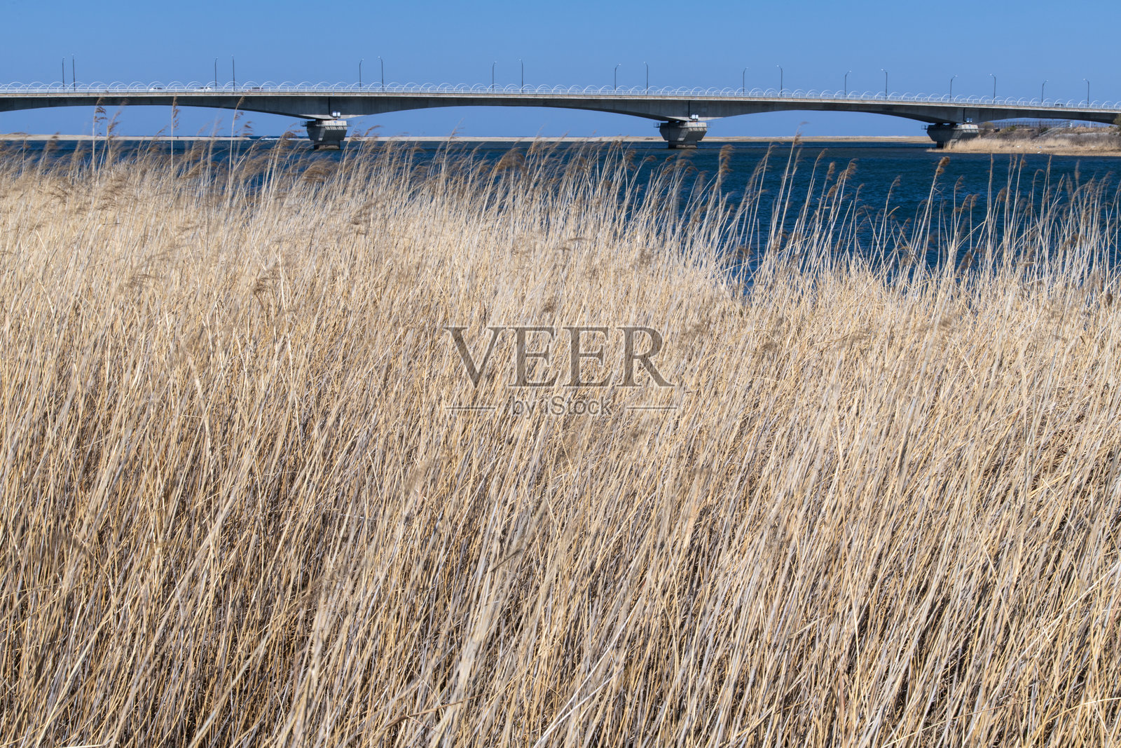 河边摇曳的芦苇与桥梁照片摄影图片