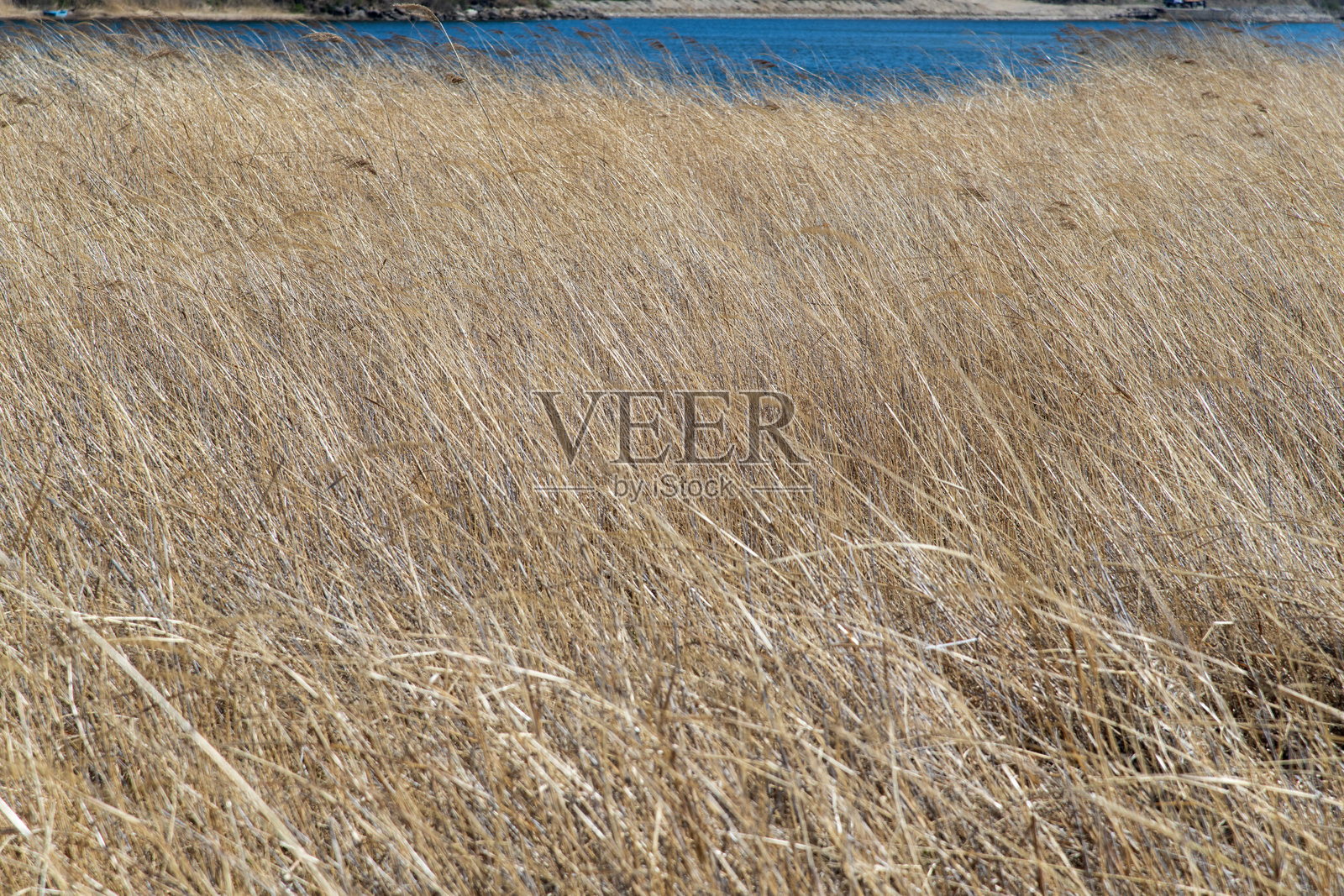 河边随风摇曳的芦苇照片摄影图片