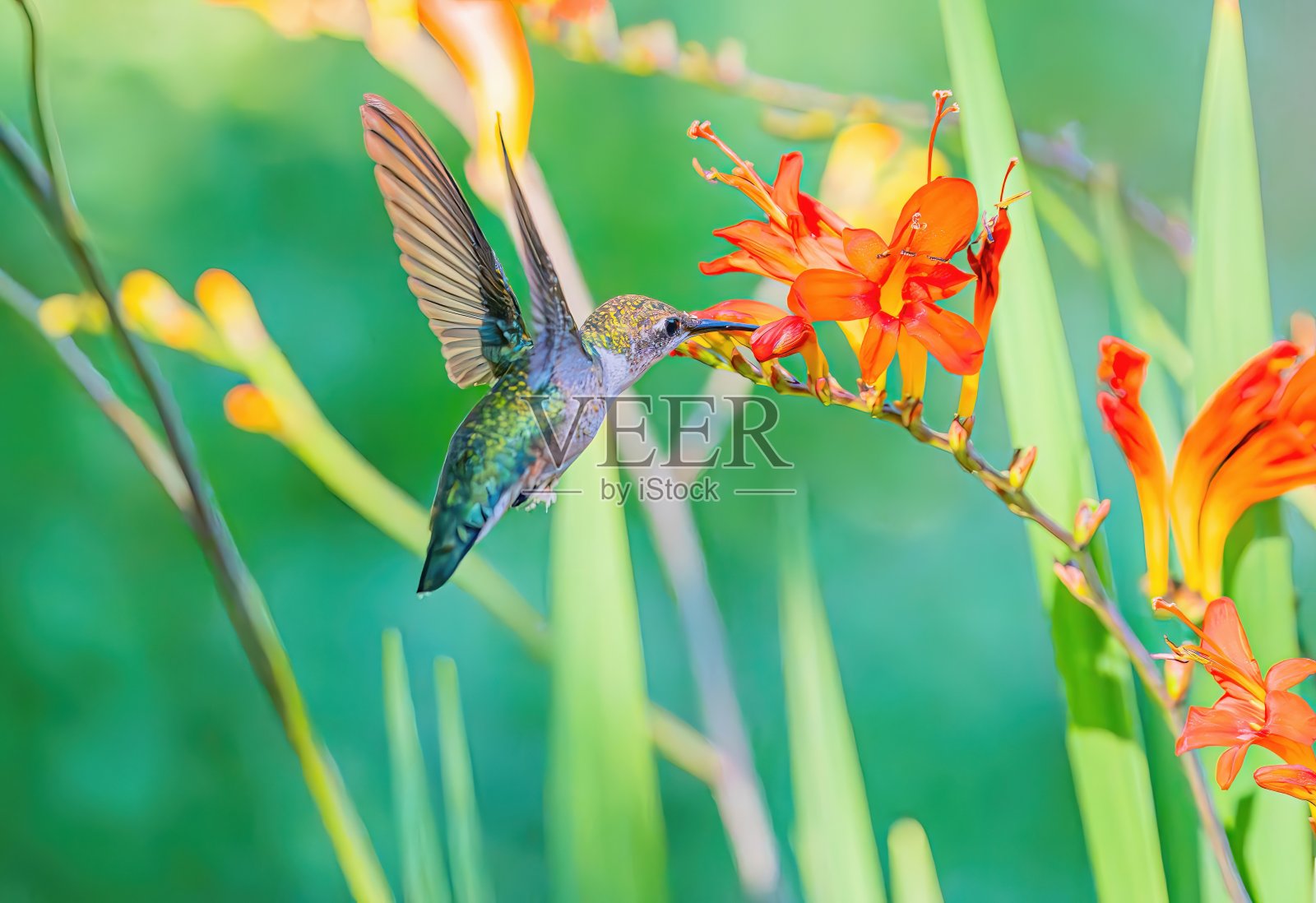 飞翔的蜂鸟与明亮的花朵散景照片摄影图片