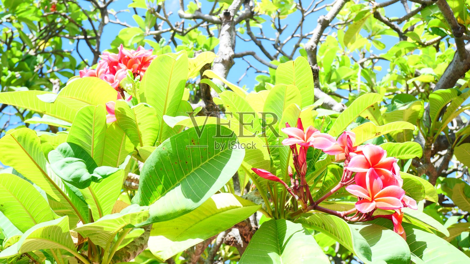 粉色的鸡蛋花和明亮的绿色树叶在蓝天树下照片摄影图片