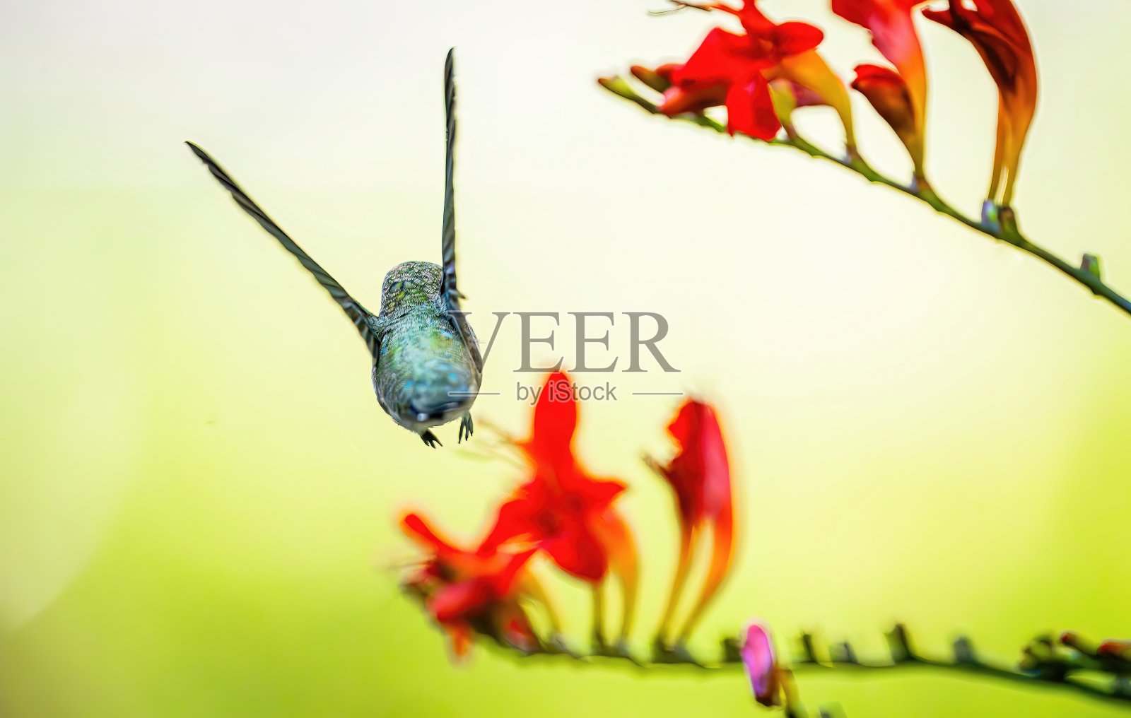 飞翔的蜂鸟与明亮的花朵虚化背景照片摄影图片