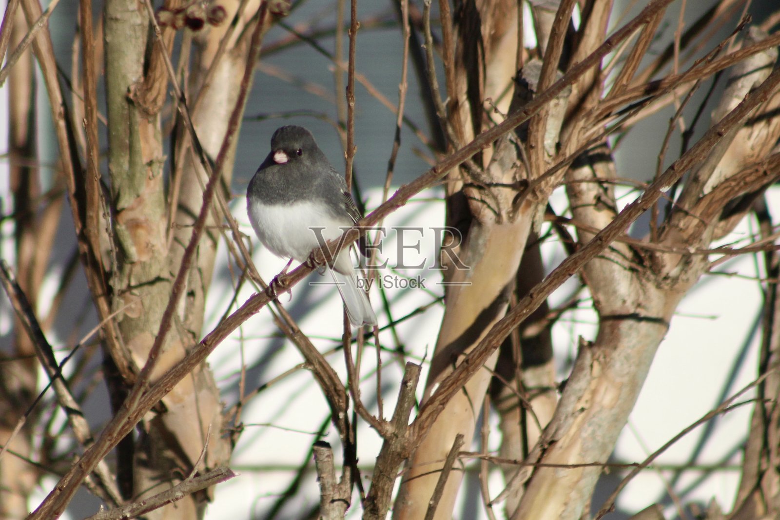 黑眼雀照片摄影图片
