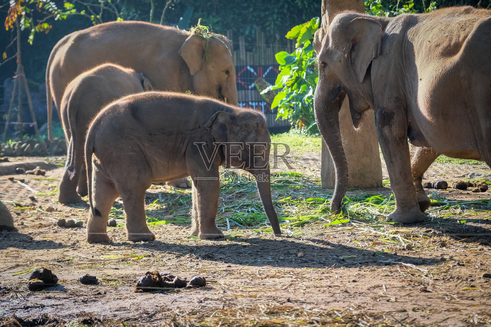一群大象，包括一只顽皮的小象，站在阳光明媚的围场中。画面捕捉了幼象与成年象之间温柔的互动，背景是郁郁葱葱的绿植。照片摄影图片