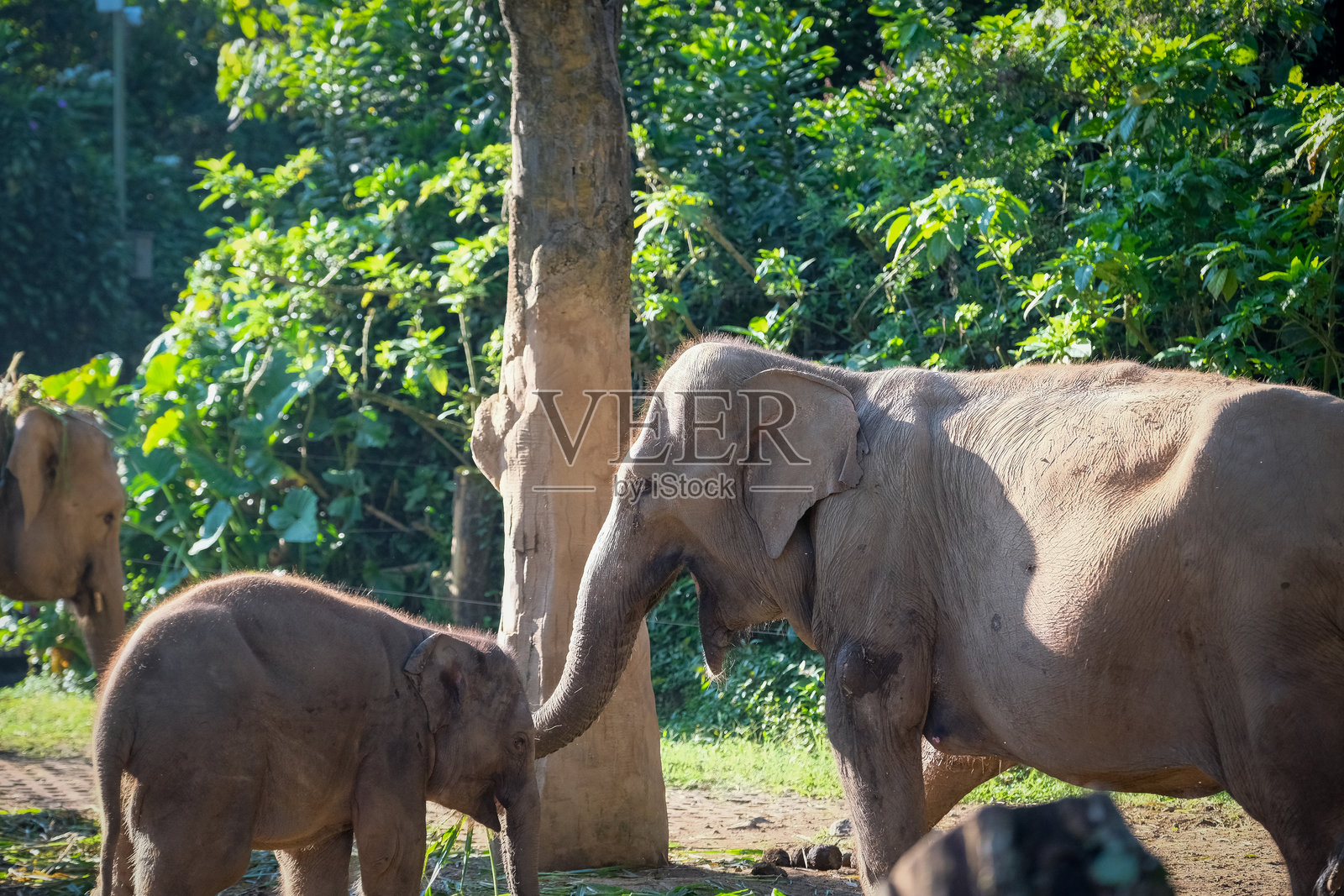 一只小象在阳光明媚的自然围场中与一只成年象嬉戏互动，它们一起吃草。小象好奇地探索周围环境，作为家庭的一部分。照片摄影图片