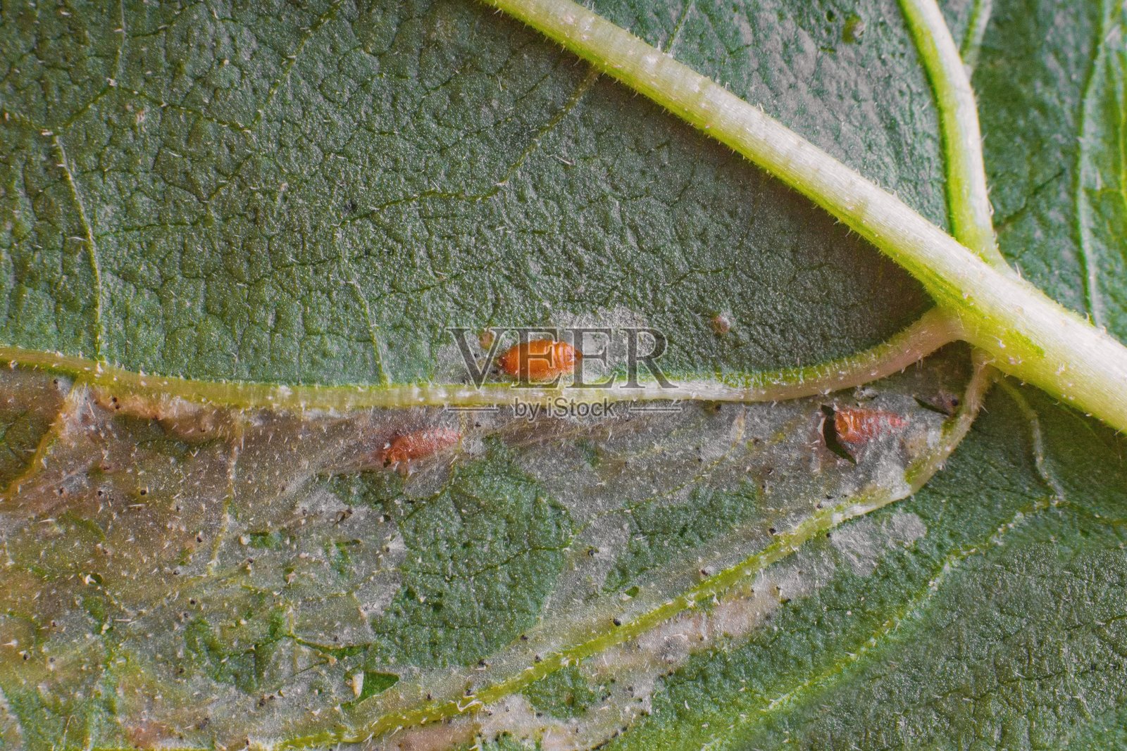 受叶蝉幼虫影响的植物叶片细节 - 叶矿虫属的幼虫照片摄影图片