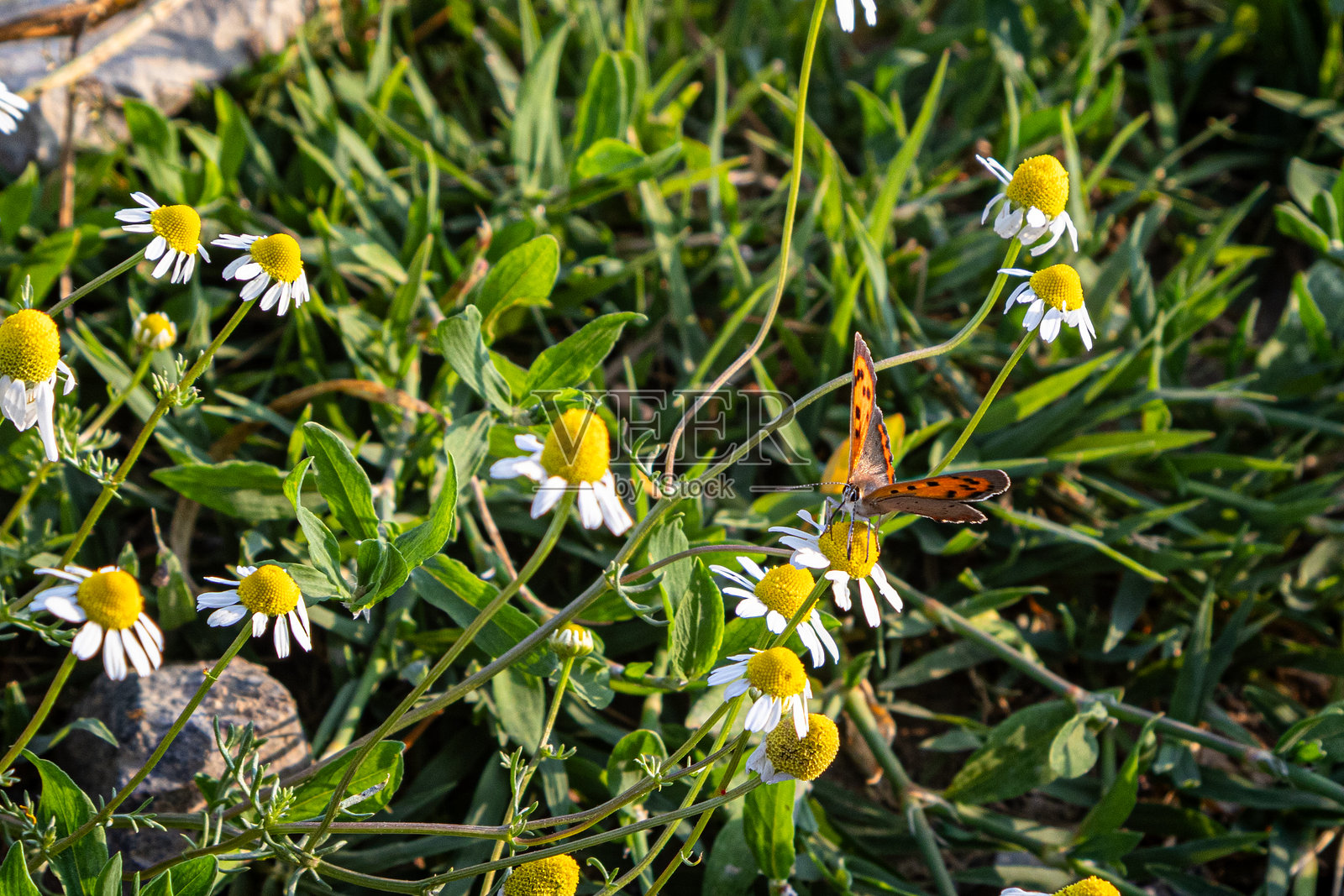 自然的舞蹈：蝴蝶与白色雏菊照片摄影图片