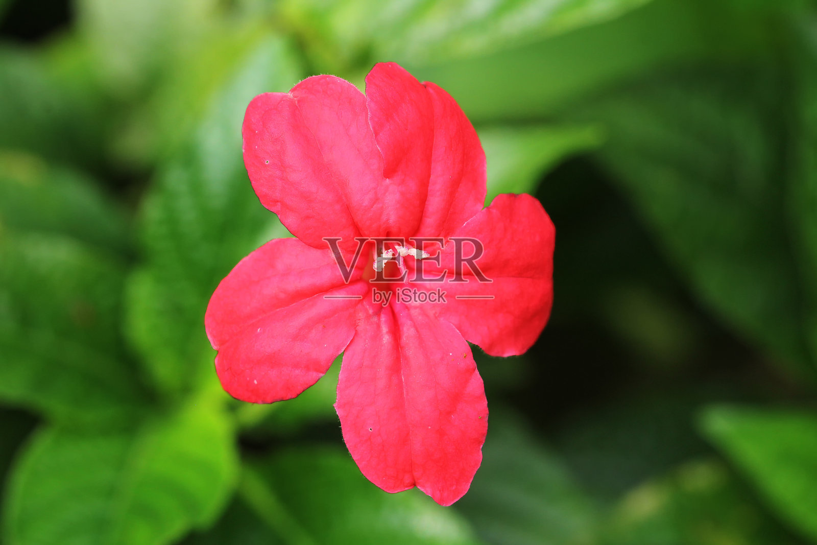 玫瑰紫葳。照片摄影图片