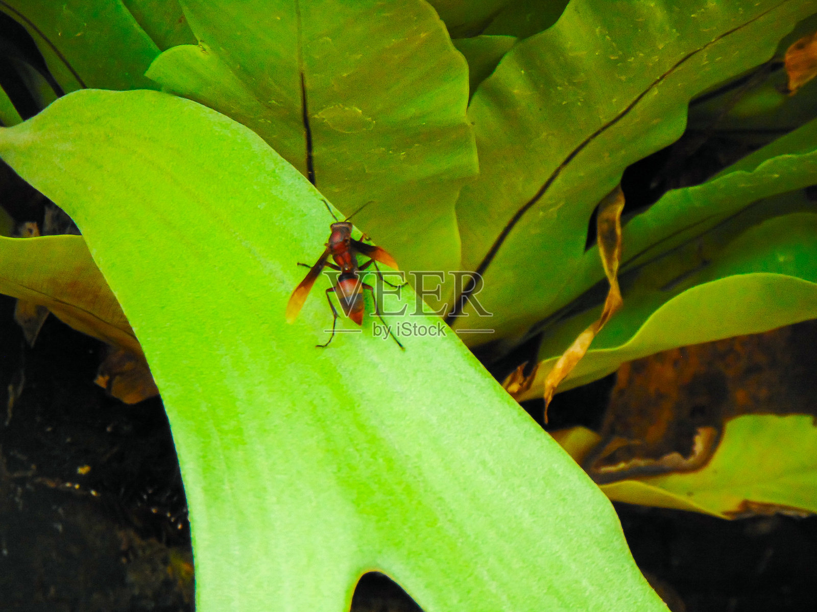 纸黄蜂昆虫照片摄影图片