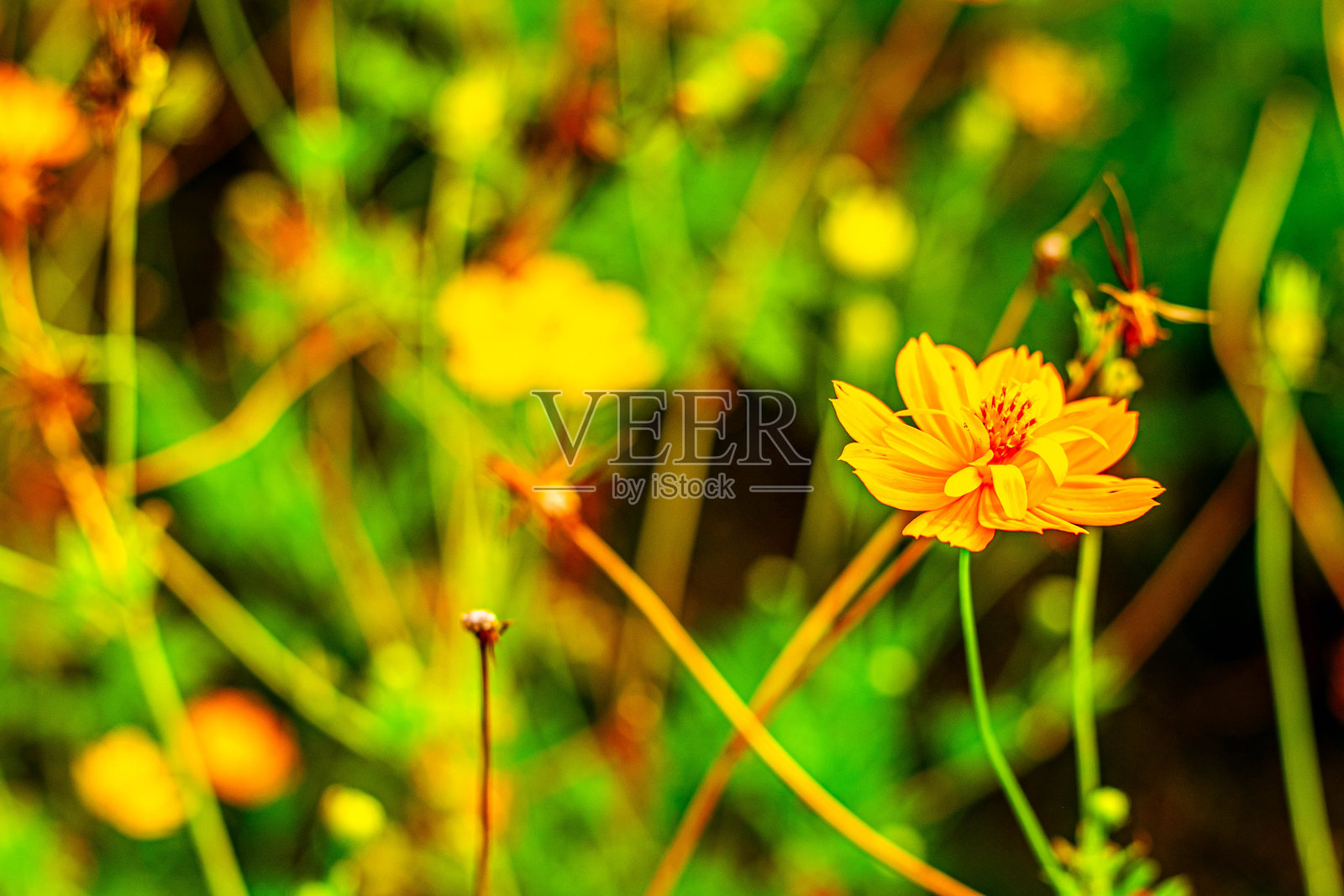宁静的草地上盛开着灿烂的黄色大波斯菊花照片摄影图片