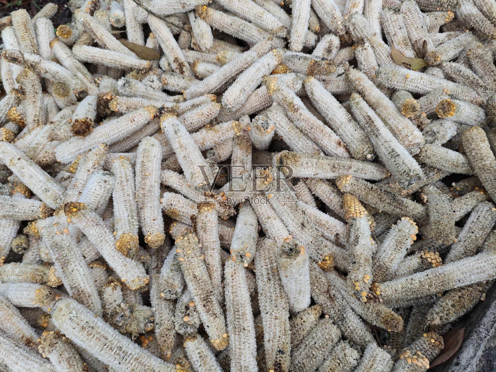 正在晾干且略微发霉的玉米棒照片摄影图片