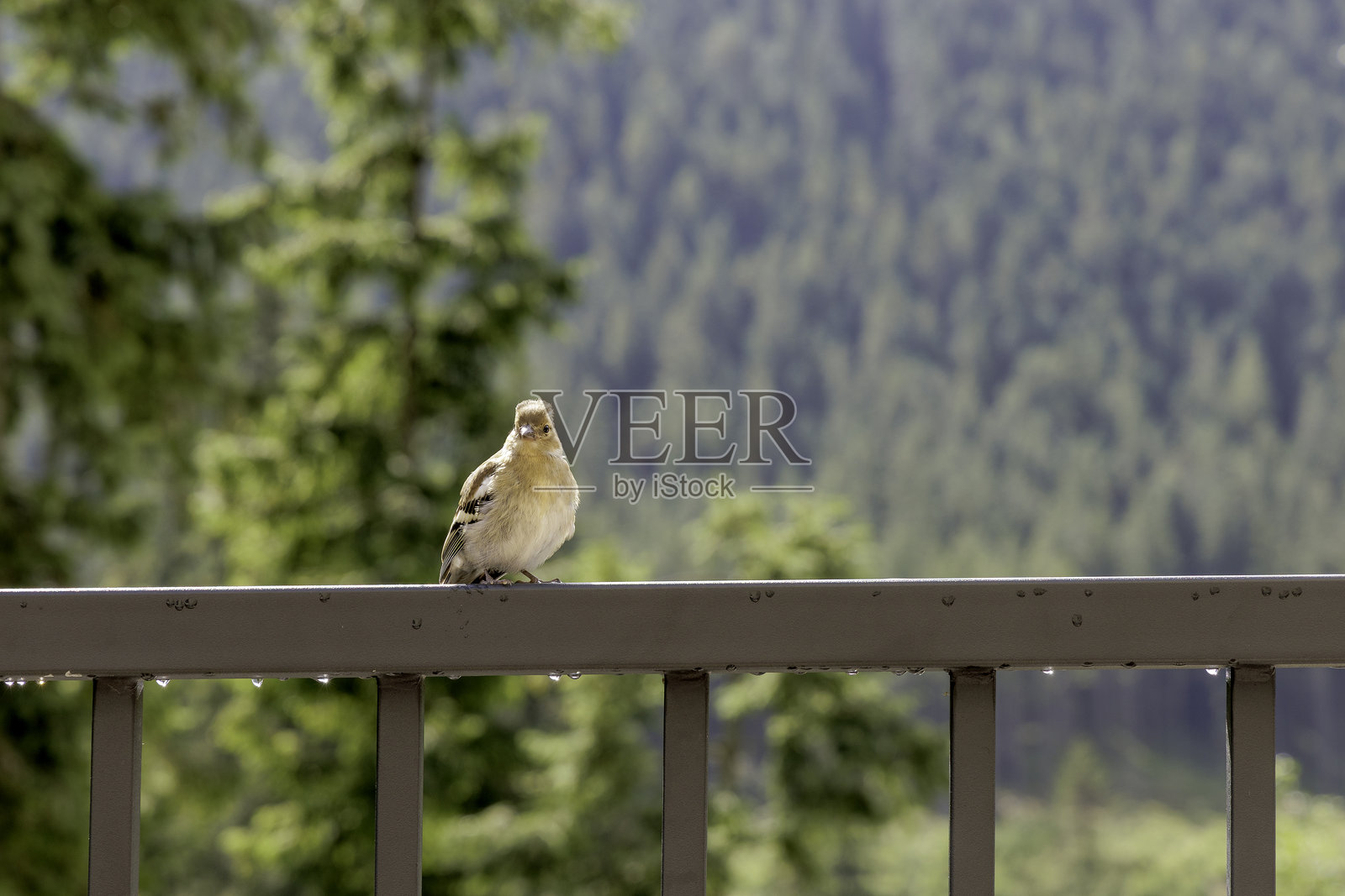 好奇的小鸟照片摄影图片