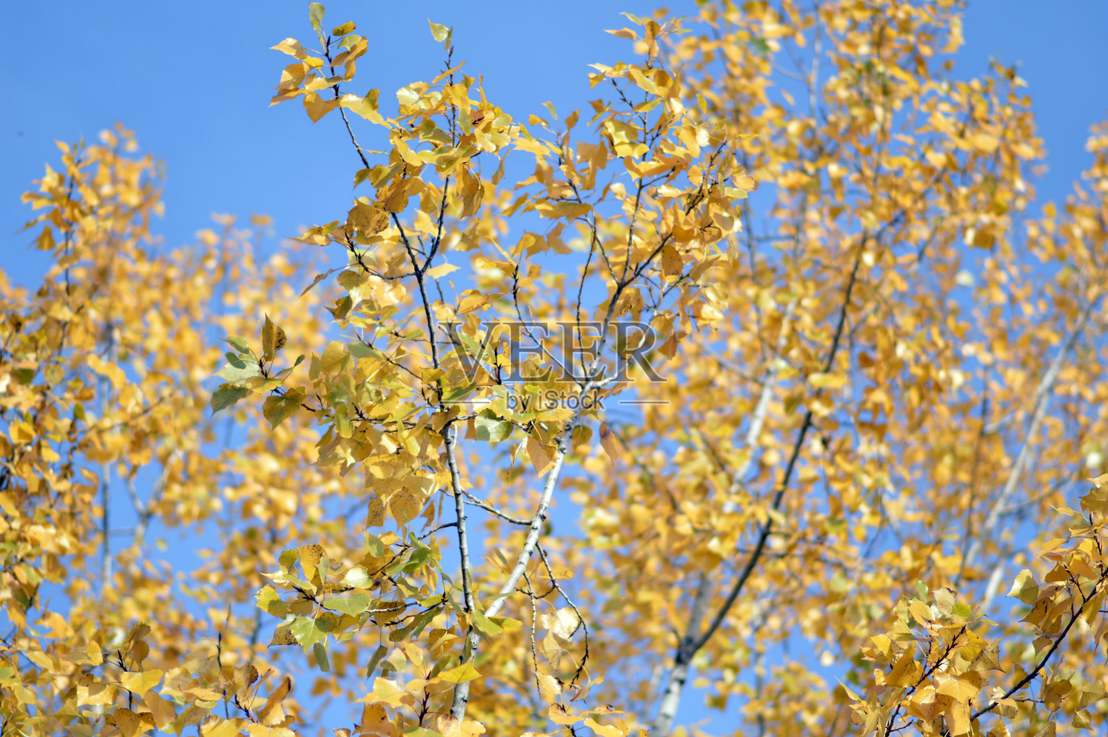 阳光下金色秋叶的白杨树照片摄影图片