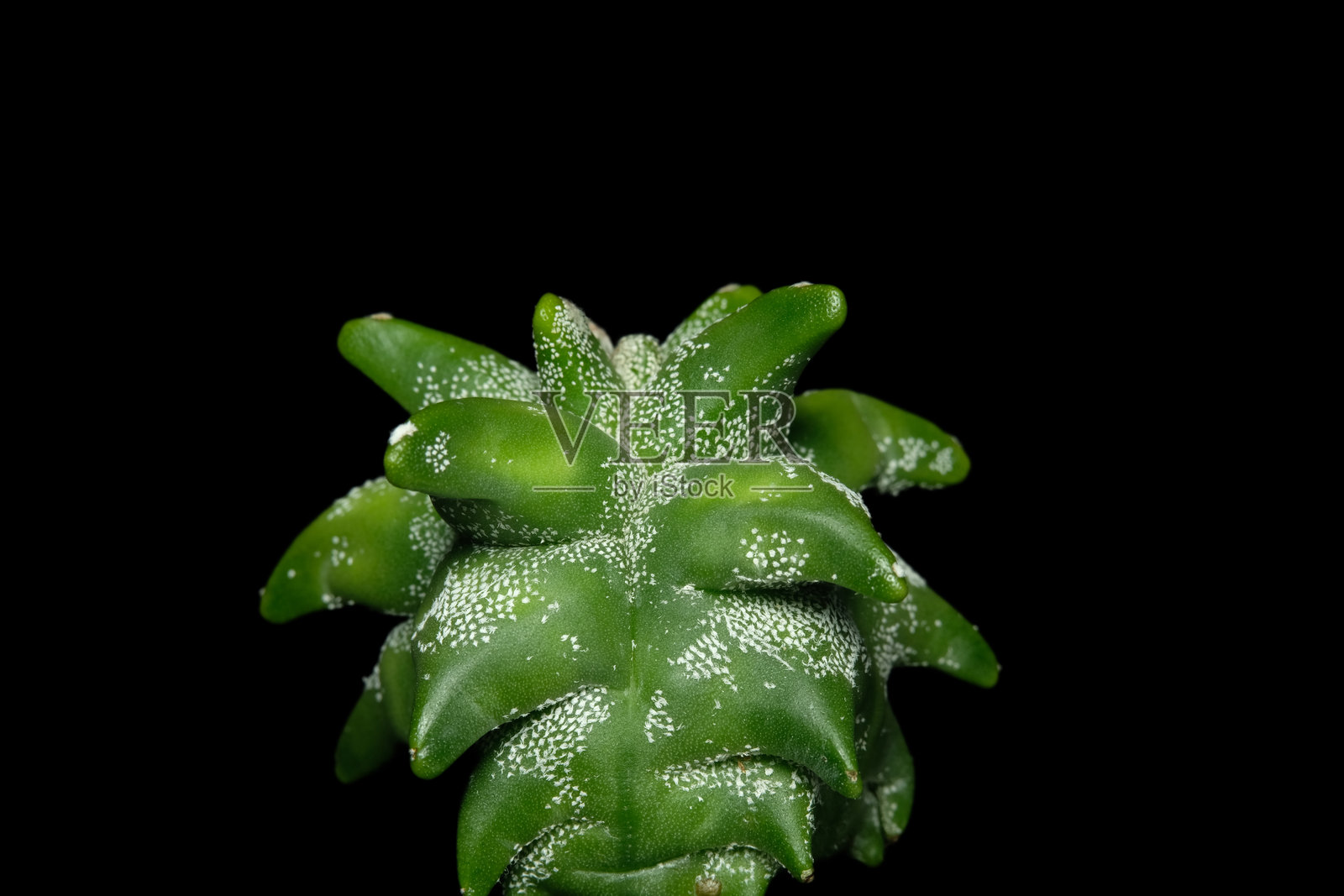 绿色的Astrophytum Myriostigma Kikko coahuilense特写侧面图，布满白色小点，背景为黑色。照片摄影图片