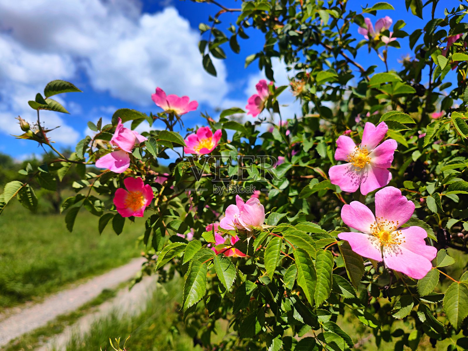 鲜艳的粉色野玫瑰与蓝天背景。狗玫瑰（Rosa canina）、弗吉尼亚玫瑰（Rosa virginiana）或光滑玫瑰。照片摄影图片