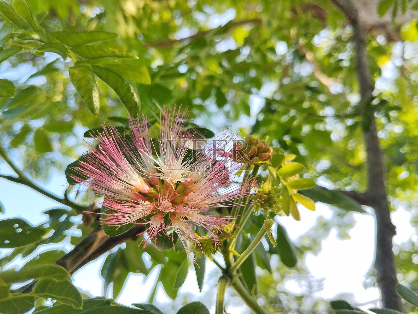 雨树花（Samanea saman）在夏季盛开照片摄影图片