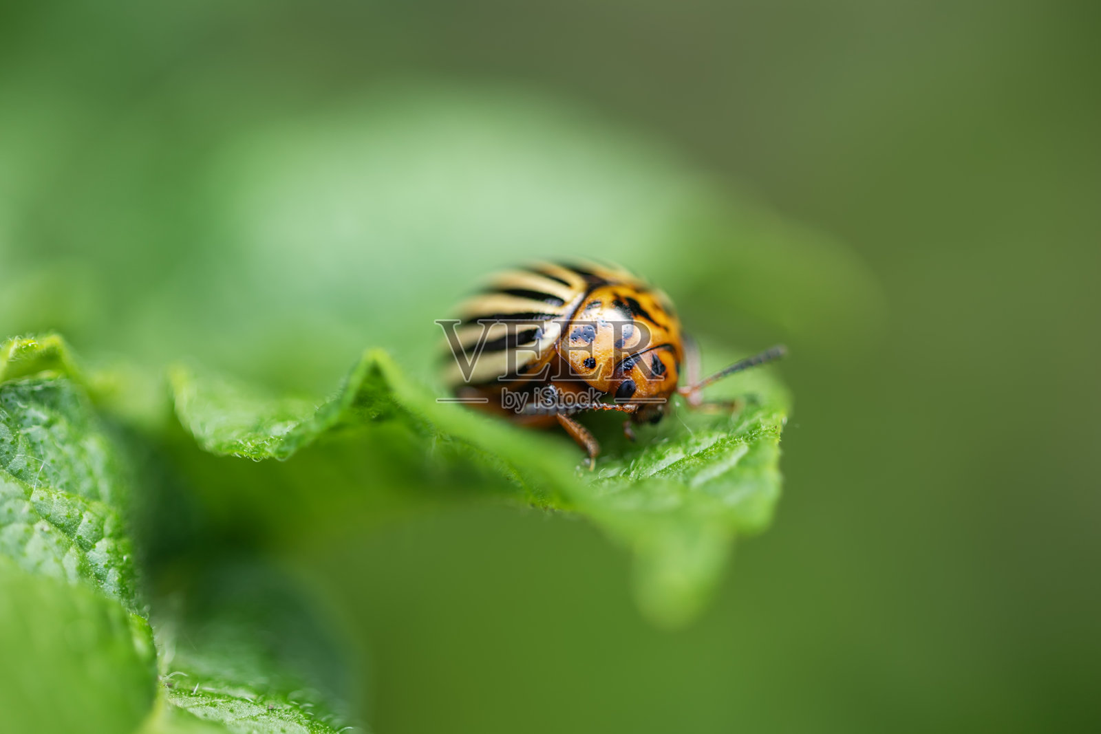 农业害虫科罗拉多土豆甲虫啃食土豆叶子照片摄影图片