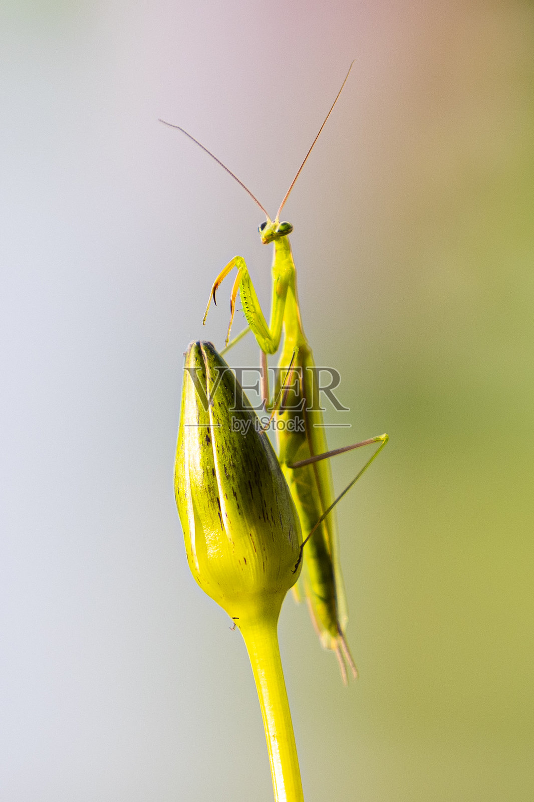 一只螳螂栖息在莲花上，背景为绿色。照片摄影图片
