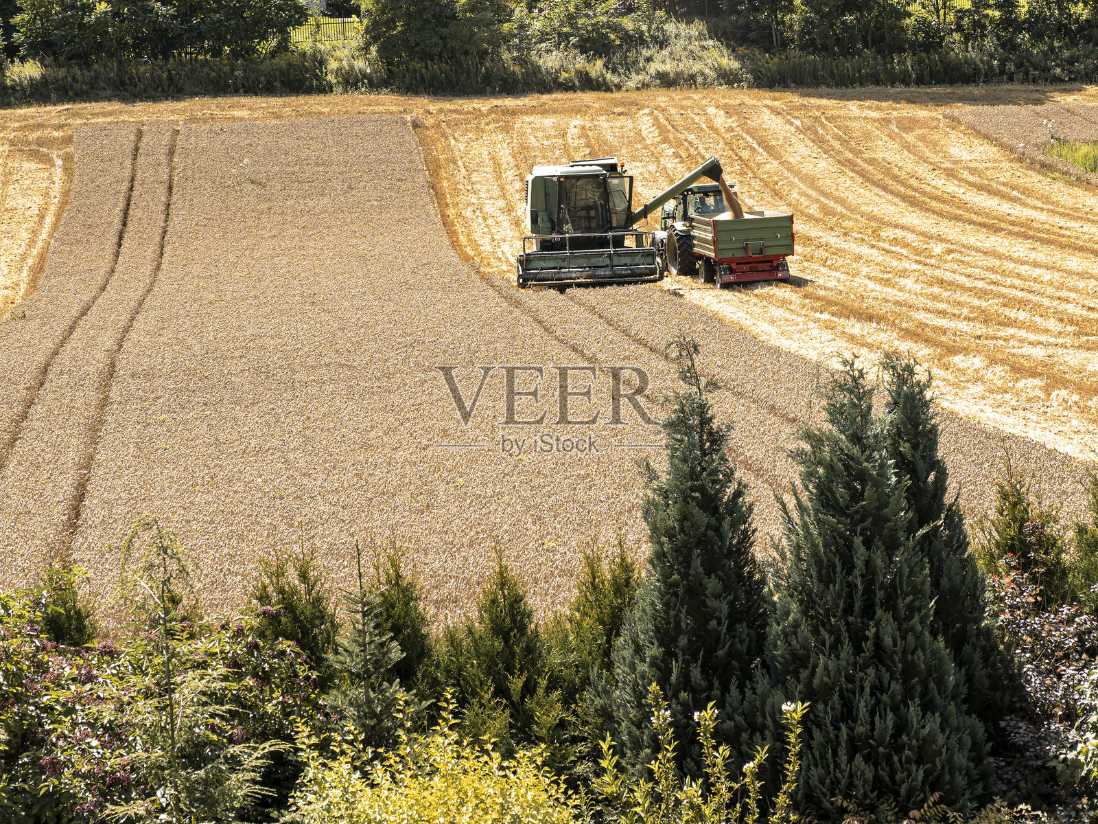 夏季收获季节，联合收割机在农田中收割作物照片摄影图片
