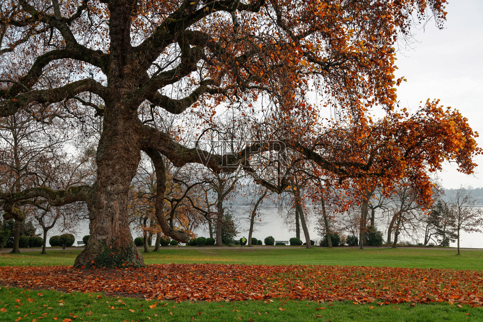 瑞士日内瓦的秋日照片摄影图片