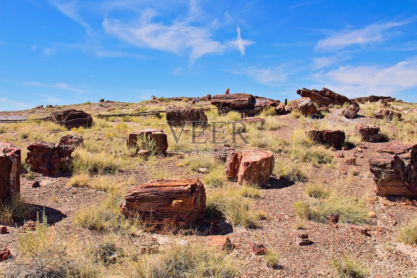 亚利桑那州化石森林国家公园地面上有许多块化石木材。蓝天上飘着白云。照片摄影图片